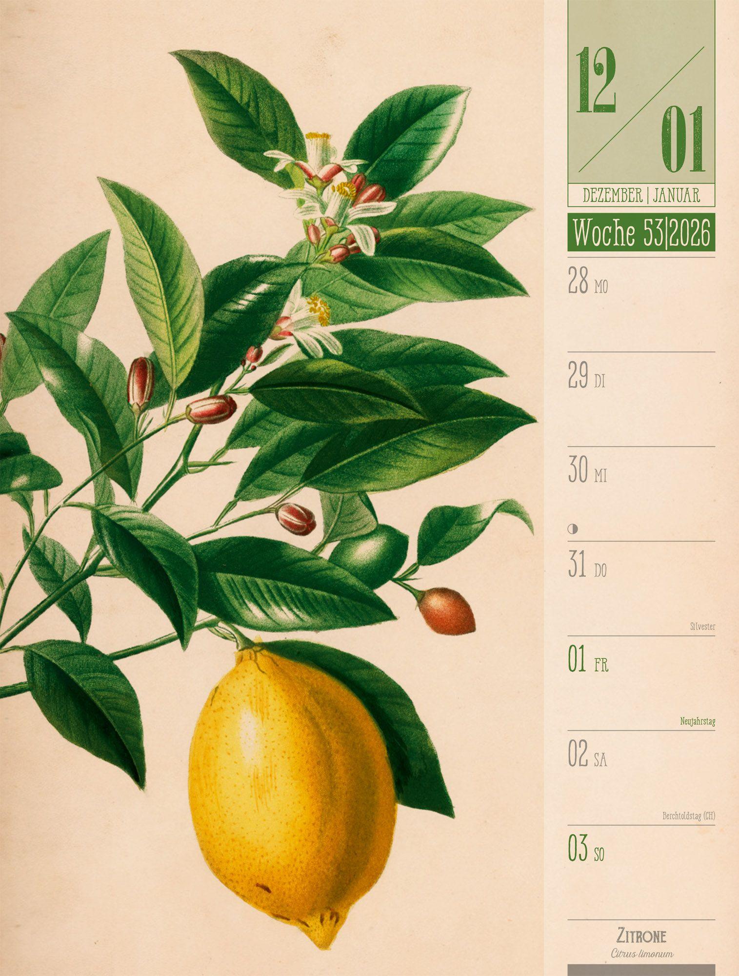 Beispielinhalt (Bild) Culinarium Wochenplaner Kalender 2027 | Küche, Kräuter, Kurioses