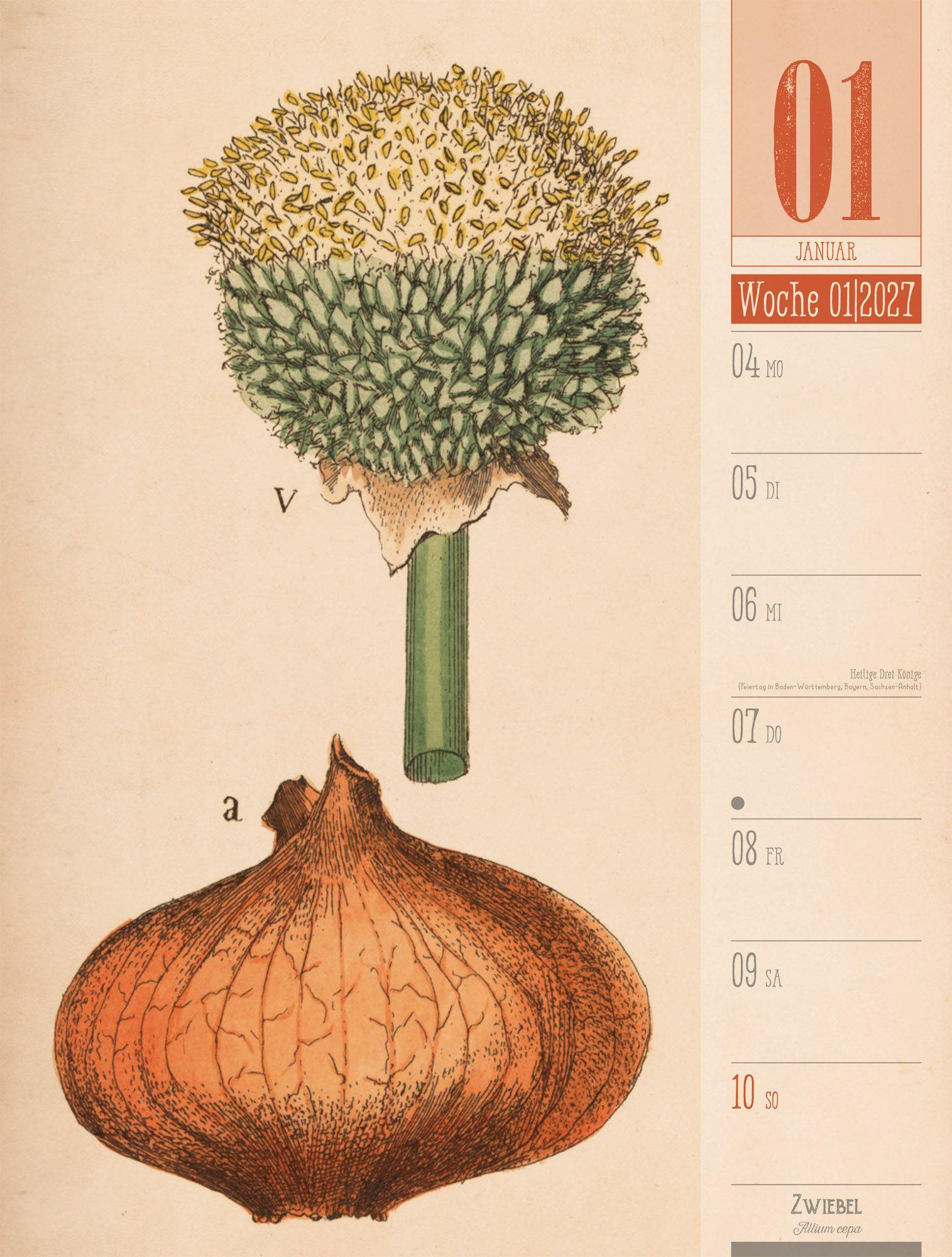 Beispielinhalt (Bild) Culinarium Wochenplaner Kalender 2027 | Küche, Kräuter, Kurioses