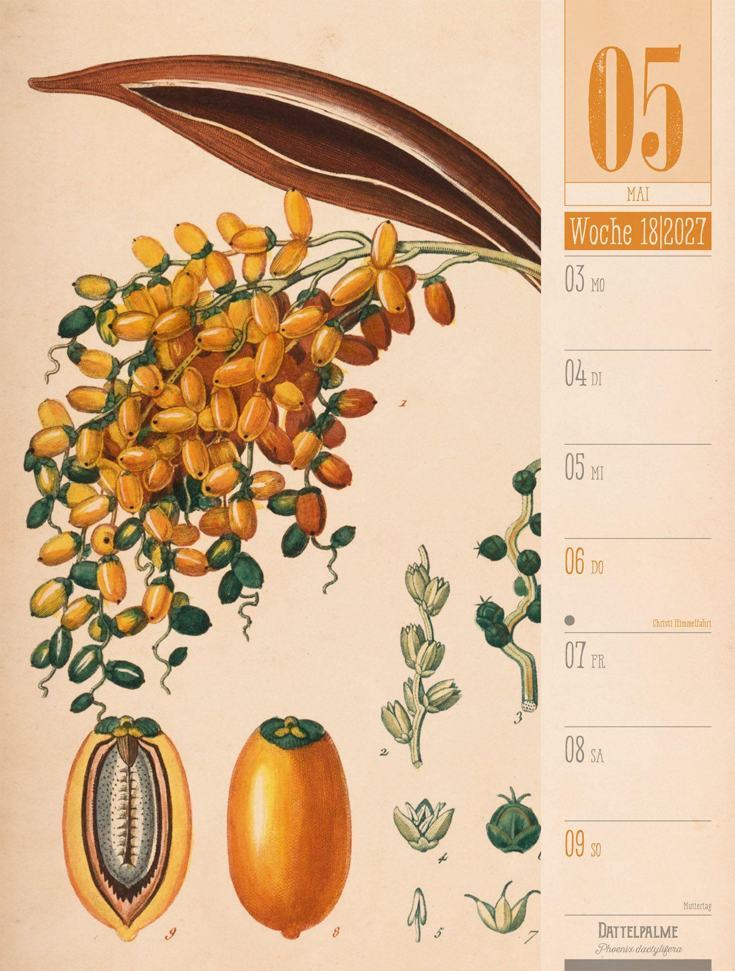 Beispielinhalt (Bild) Culinarium Wochenplaner Kalender 2027 | Küche, Kräuter, Kurioses