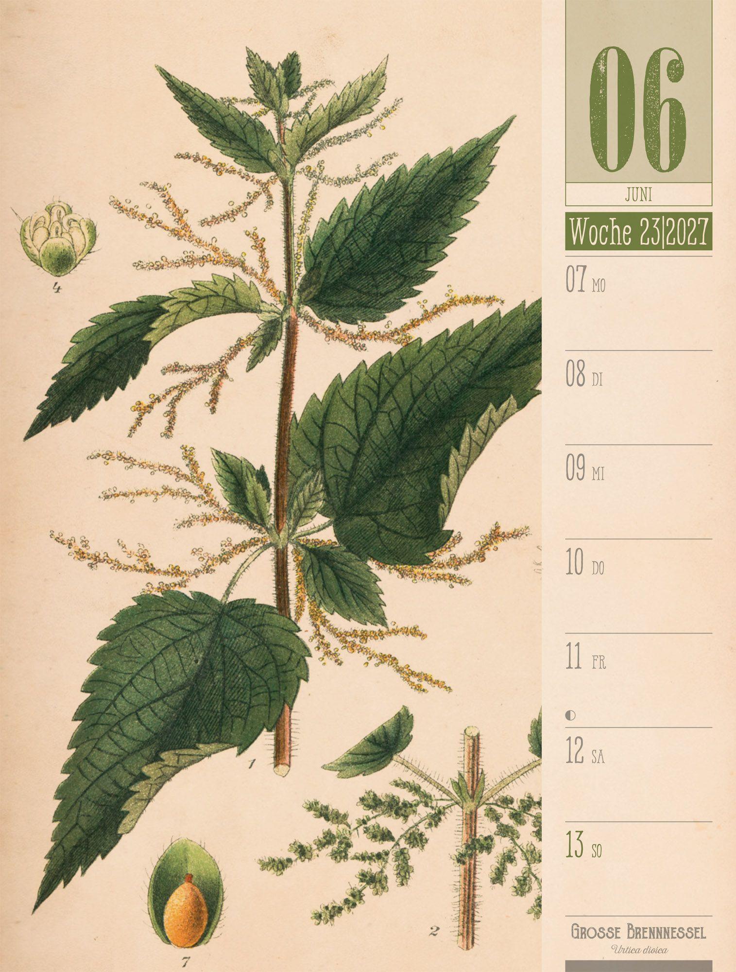 Beispielinhalt (Bild) Culinarium Wochenplaner Kalender 2027 | Küche, Kräuter, Kurioses