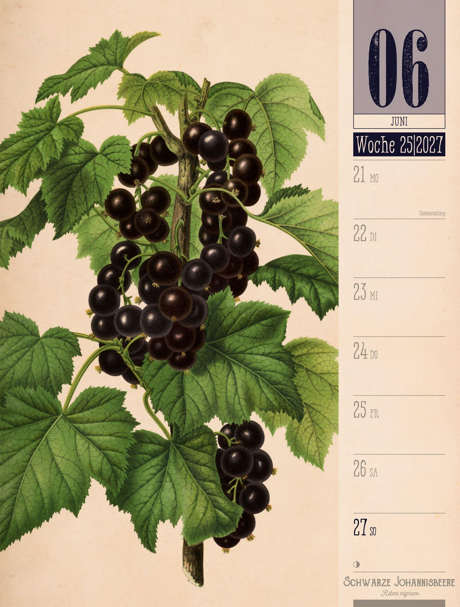 Beispielinhalt (Bild) Culinarium Wochenplaner Kalender 2027 | Küche, Kräuter, Kurioses