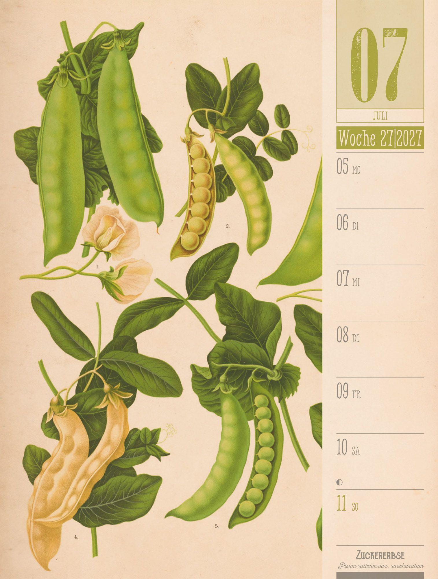Beispielinhalt (Bild) Culinarium Wochenplaner Kalender 2027 | Küche, Kräuter, Kurioses