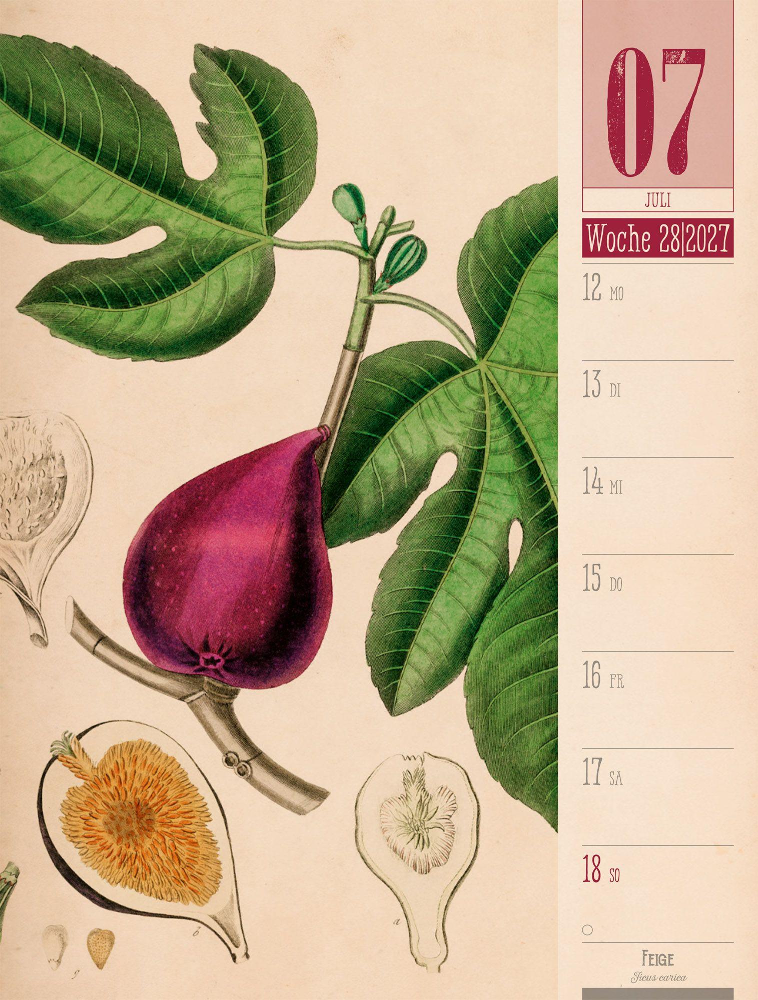 Beispielinhalt (Bild) Culinarium Wochenplaner Kalender 2027 | Küche, Kräuter, Kurioses