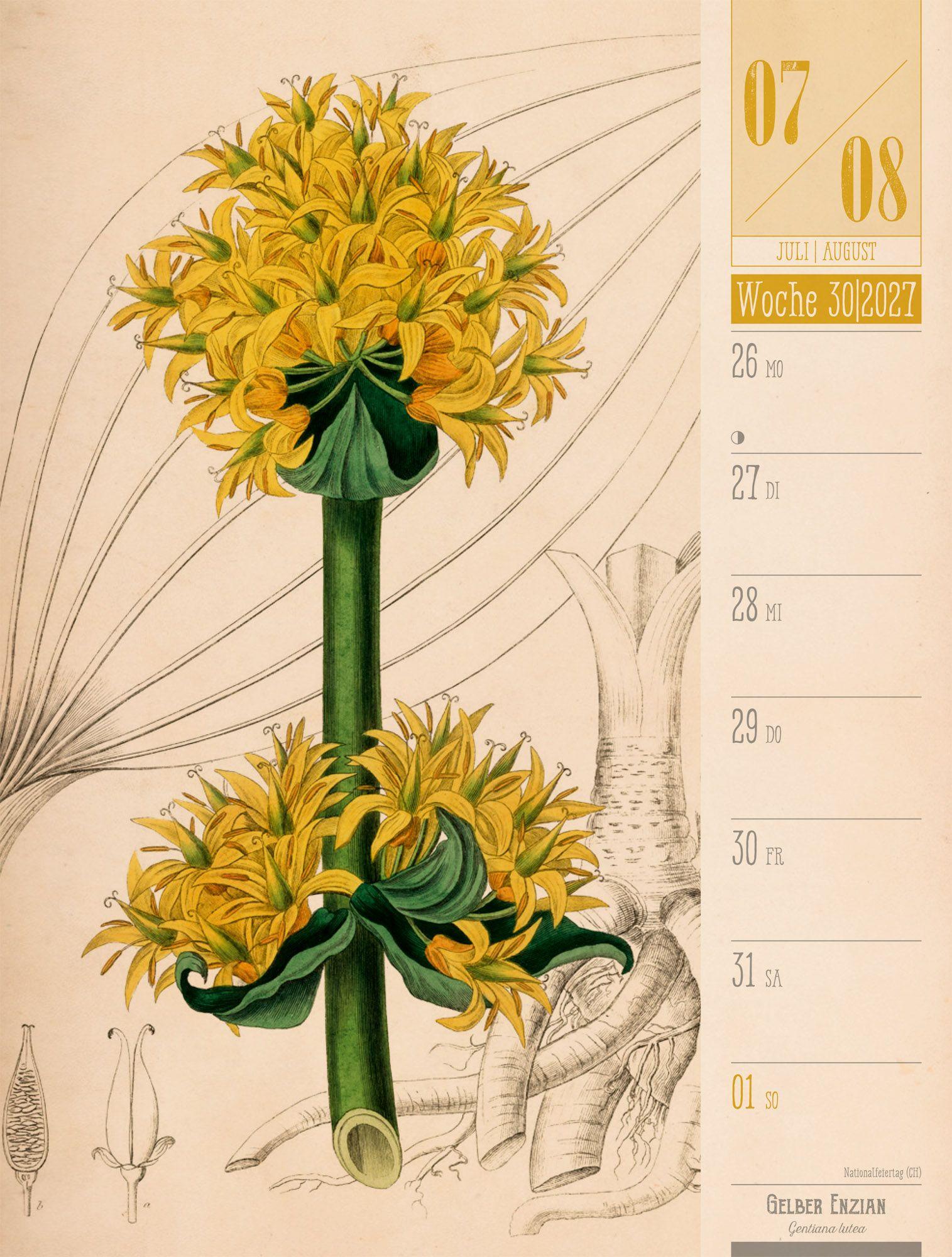 Beispielinhalt (Bild) Culinarium Wochenplaner Kalender 2027 | Küche, Kräuter, Kurioses