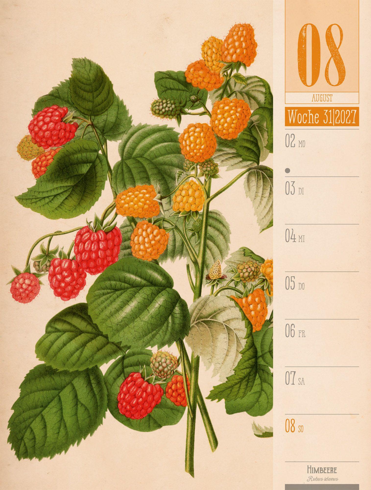 Beispielinhalt (Bild) Culinarium Wochenplaner Kalender 2027 | Küche, Kräuter, Kurioses