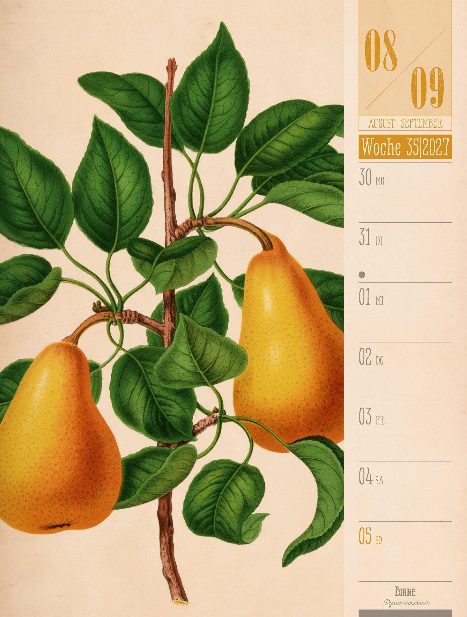 Beispielinhalt (Bild) Culinarium Wochenplaner Kalender 2027 | Küche, Kräuter, Kurioses