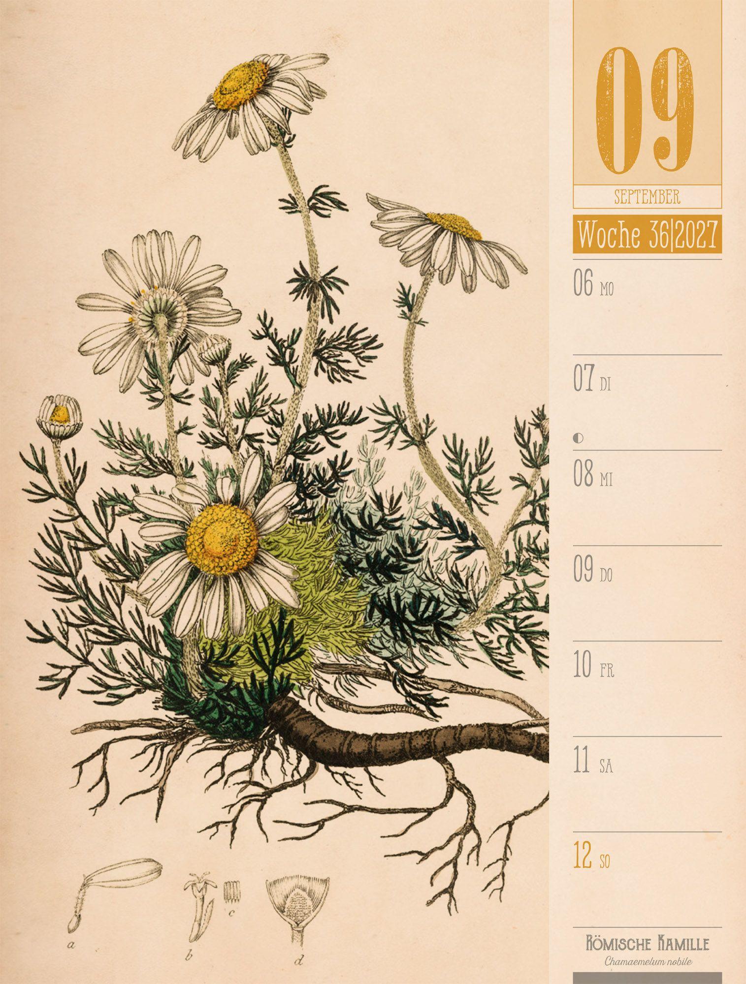 Beispielinhalt (Bild) Culinarium Wochenplaner Kalender 2027 | Küche, Kräuter, Kurioses