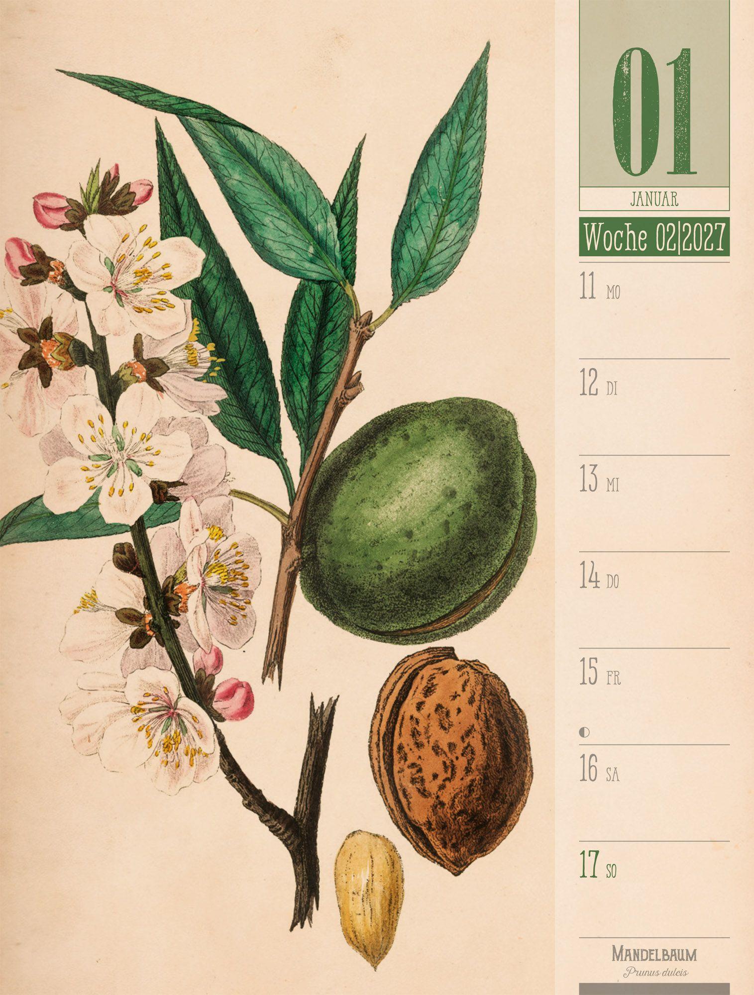 Beispielinhalt (Bild) Culinarium Wochenplaner Kalender 2027 | Küche, Kräuter, Kurioses