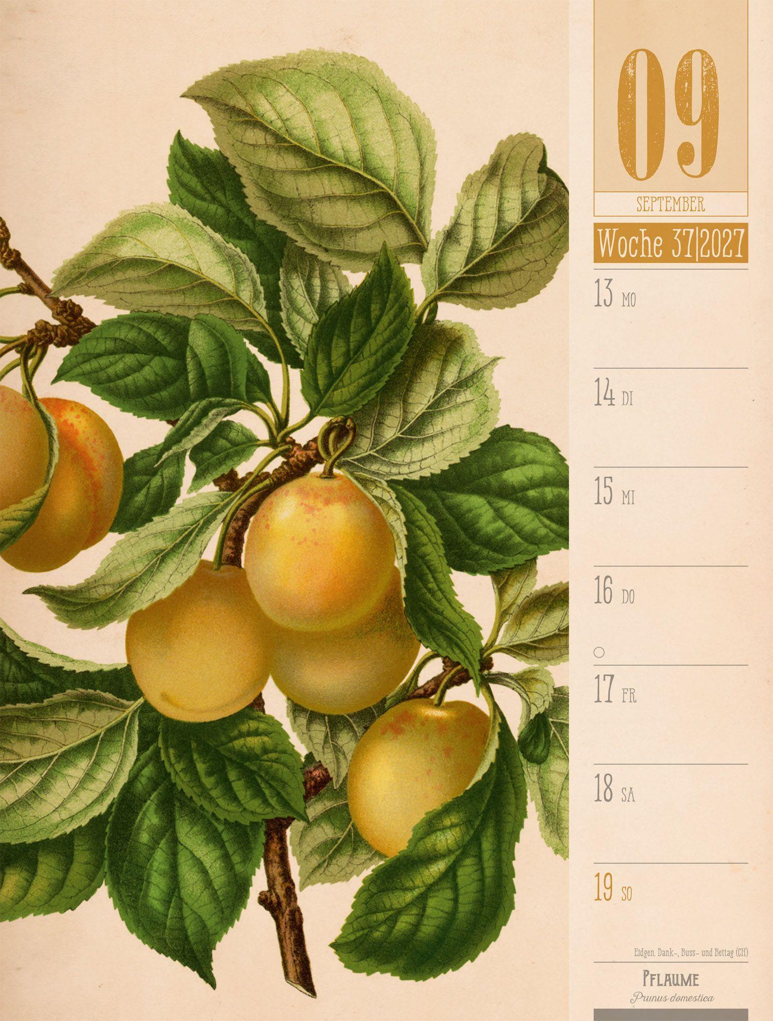 Beispielinhalt (Bild) Culinarium Wochenplaner Kalender 2027 | Küche, Kräuter, Kurioses