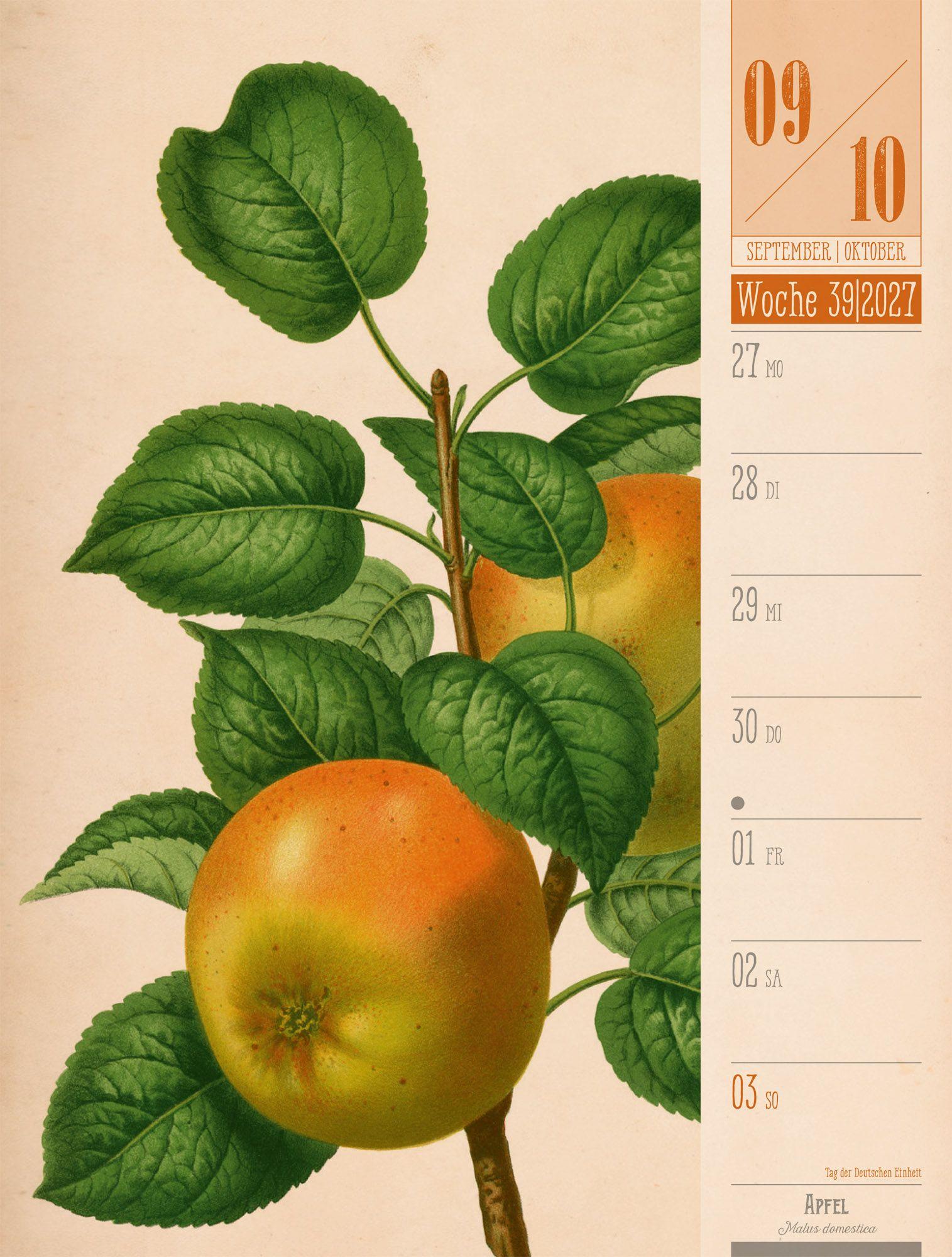 Beispielinhalt (Bild) Culinarium Wochenplaner Kalender 2027 | Küche, Kräuter, Kurioses