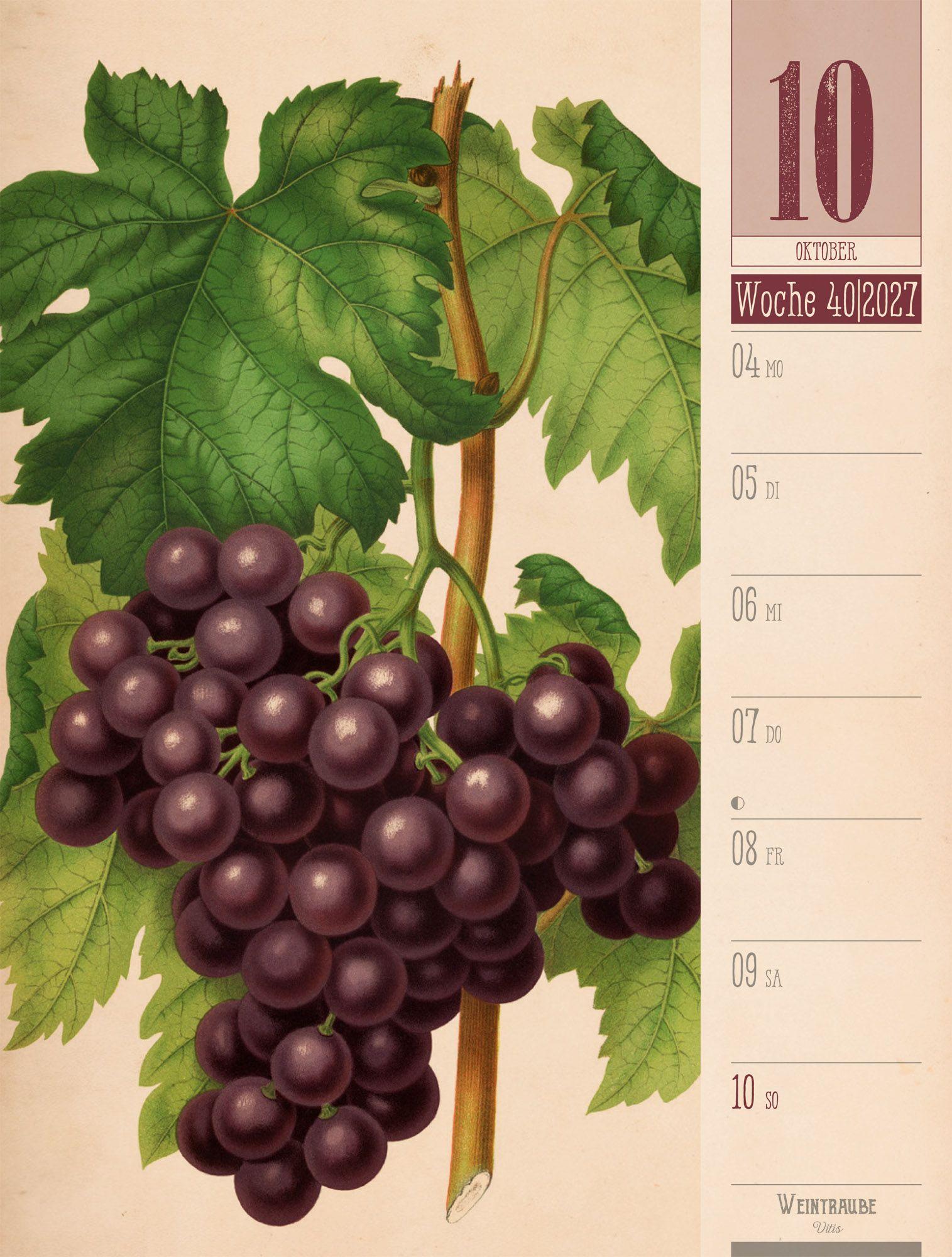 Beispielinhalt (Bild) Culinarium Wochenplaner Kalender 2027 | Küche, Kräuter, Kurioses