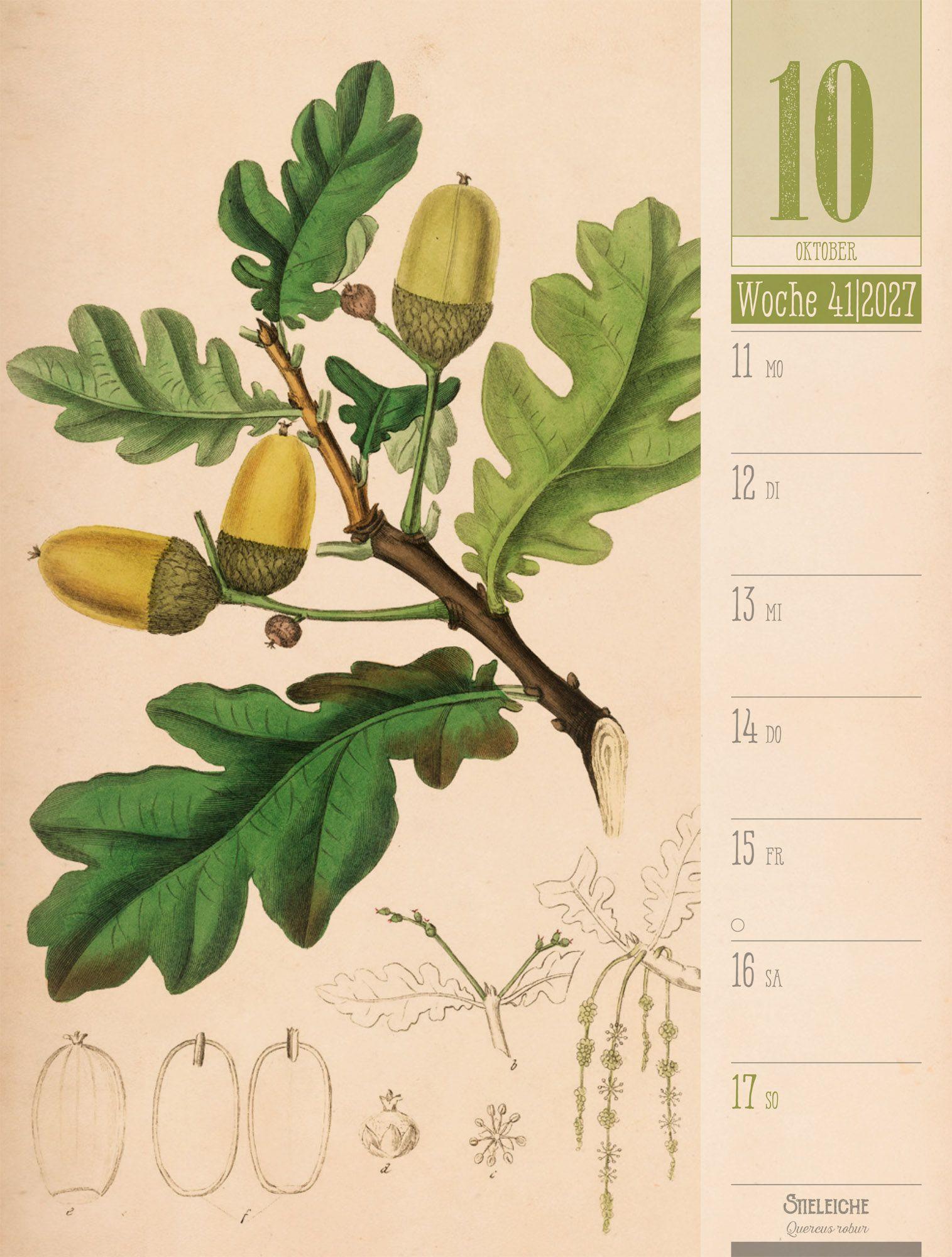 Beispielinhalt (Bild) Culinarium Wochenplaner Kalender 2027 | Küche, Kräuter, Kurioses