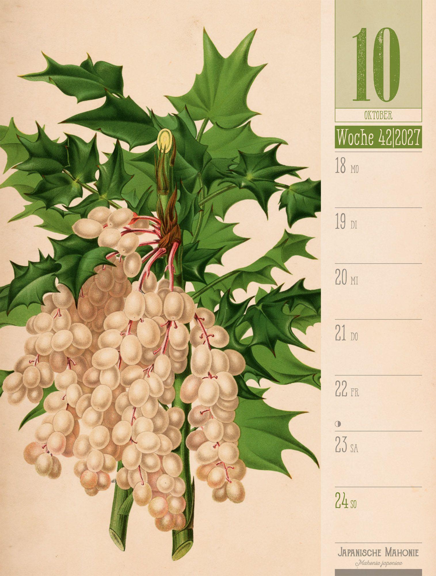 Beispielinhalt (Bild) Culinarium Wochenplaner Kalender 2027 | Küche, Kräuter, Kurioses