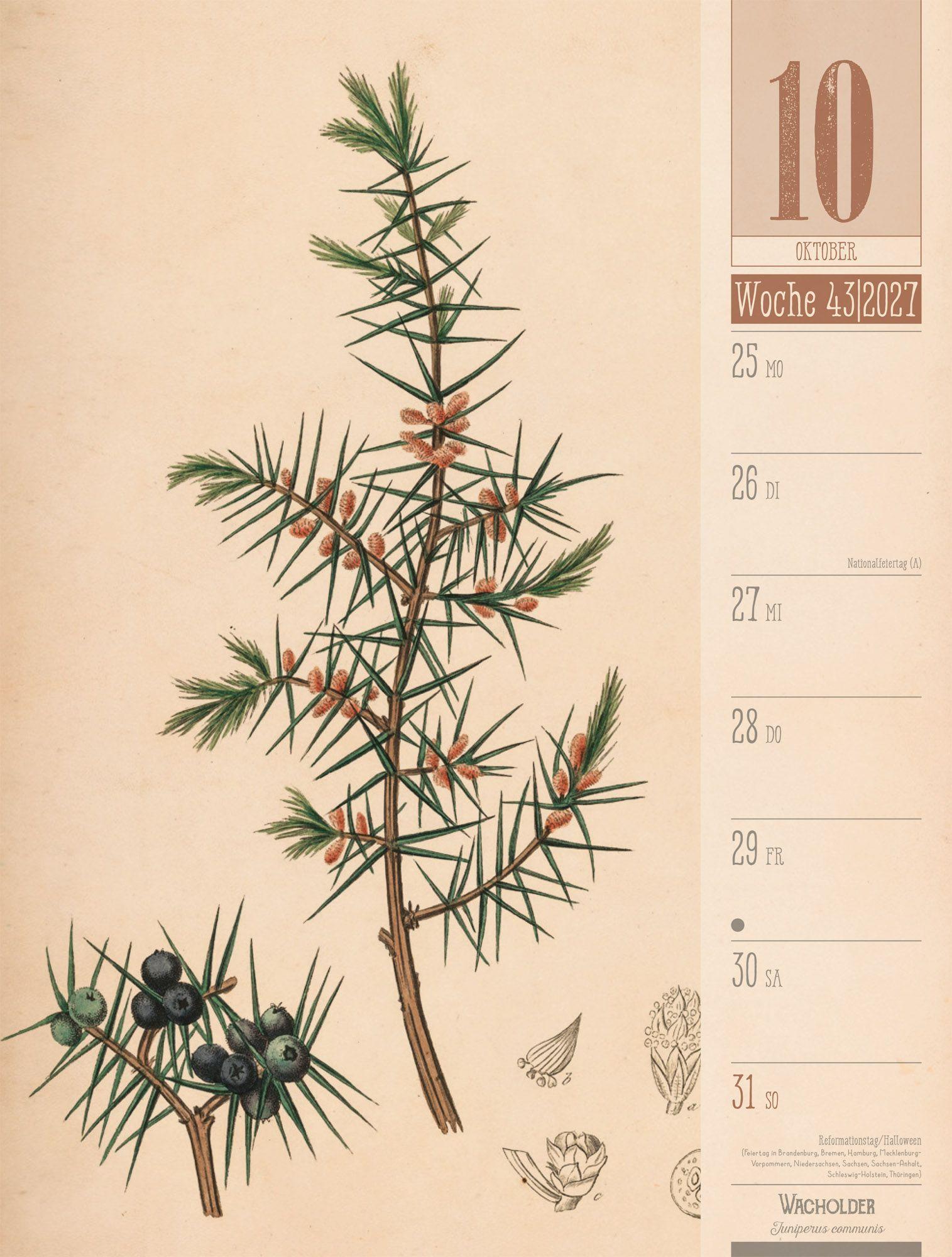 Beispielinhalt (Bild) Culinarium Wochenplaner Kalender 2027 | Küche, Kräuter, Kurioses