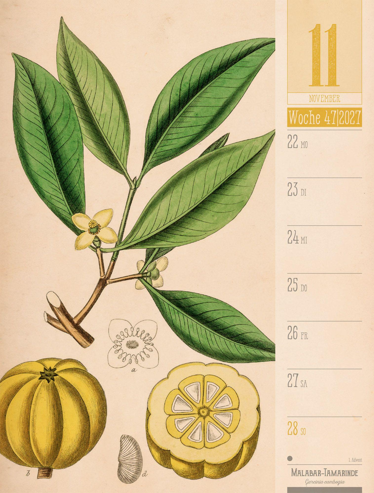 Beispielinhalt (Bild) Culinarium Wochenplaner Kalender 2027 | Küche, Kräuter, Kurioses