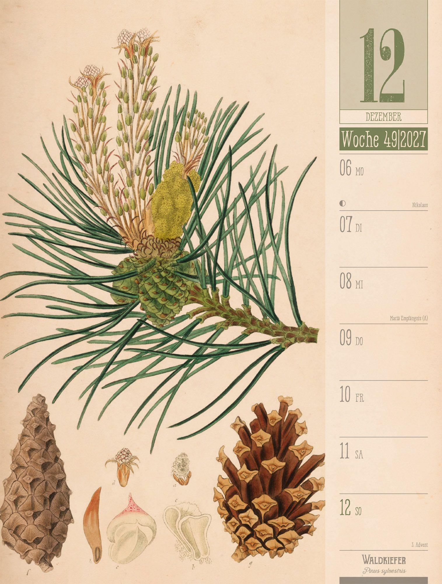 Beispielinhalt (Bild) Culinarium Wochenplaner Kalender 2027 | Küche, Kräuter, Kurioses