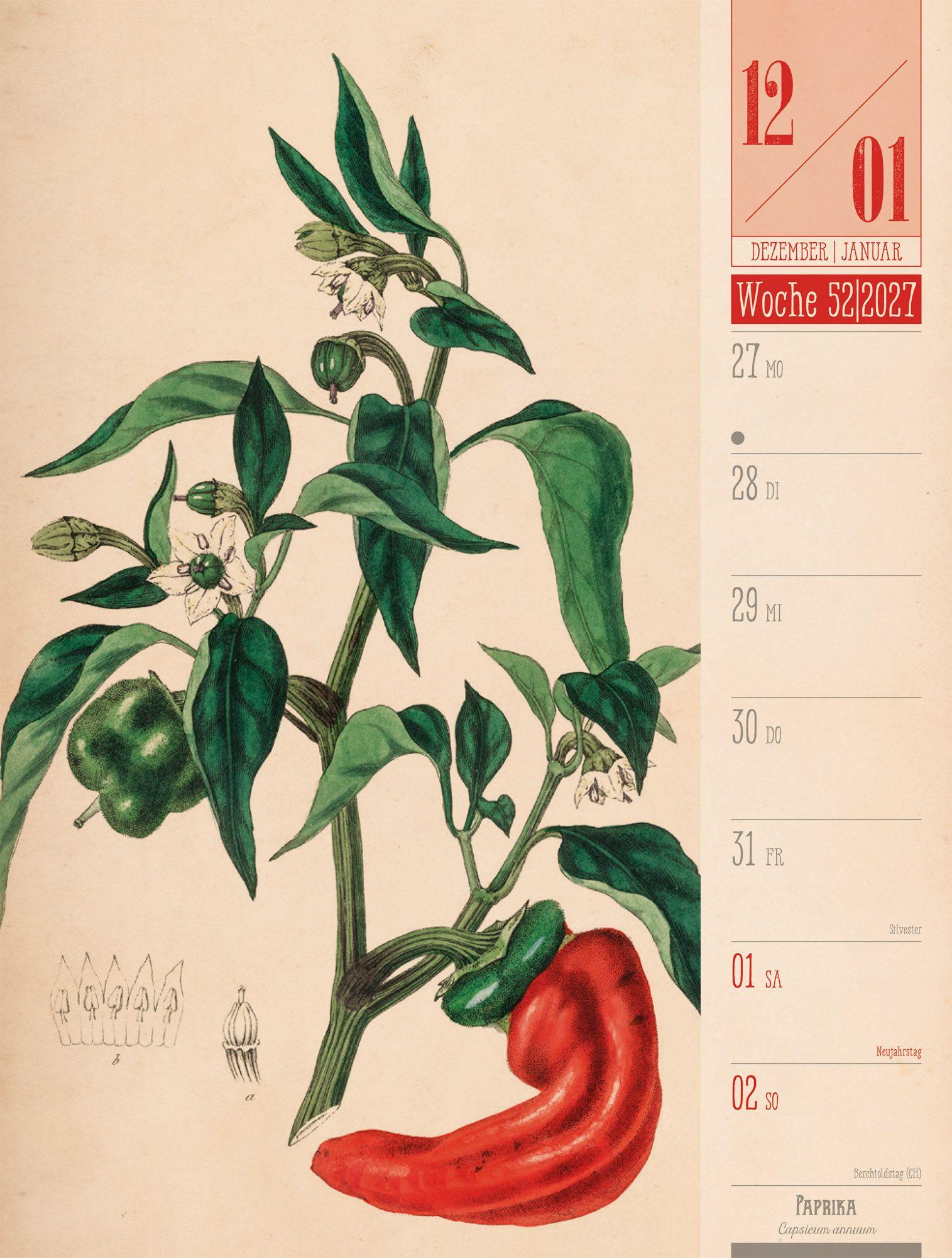 Beispielinhalt (Bild) Culinarium Wochenplaner Kalender 2027 | Küche, Kräuter, Kurioses