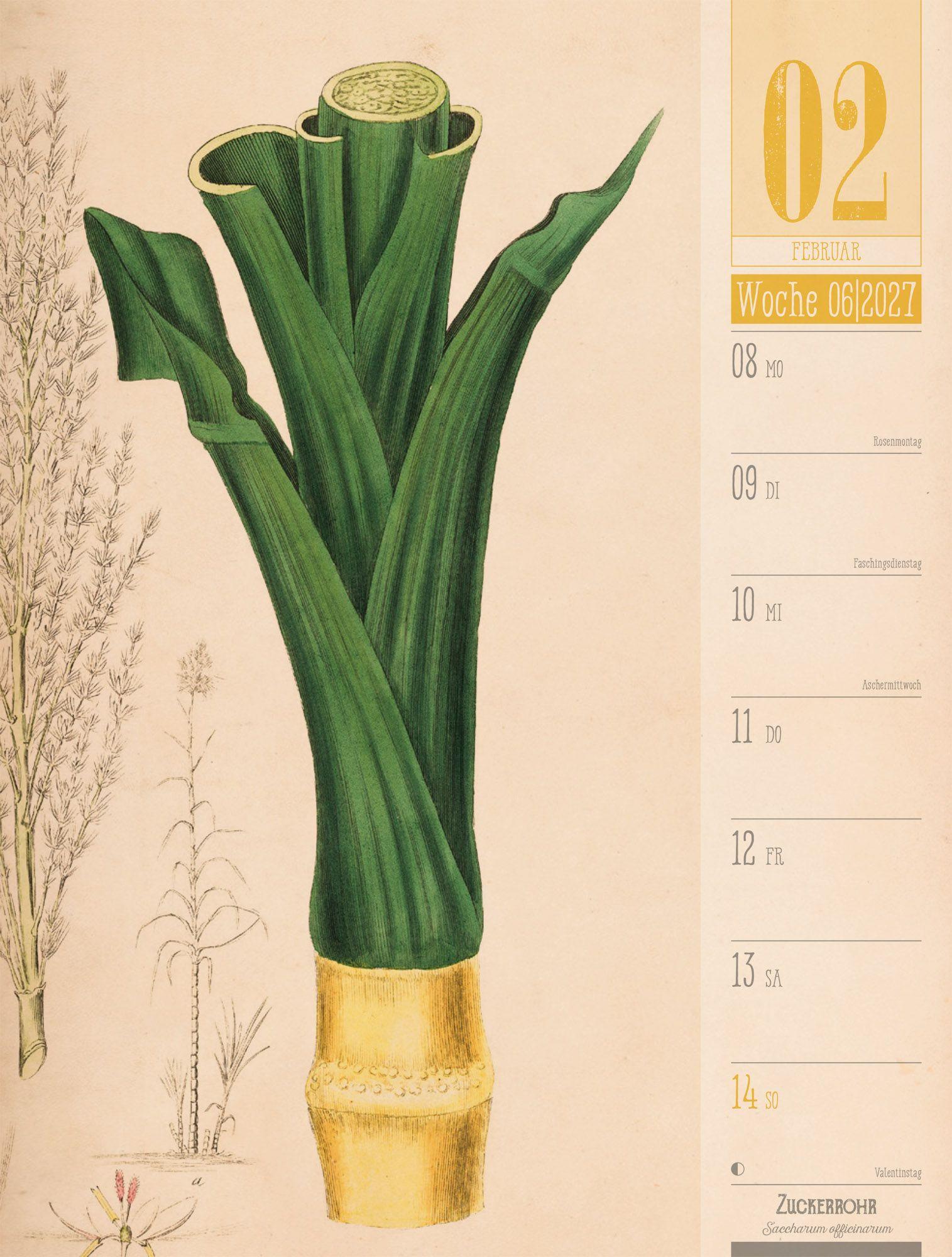 Beispielinhalt (Bild) Culinarium Wochenplaner Kalender 2027 | Küche, Kräuter, Kurioses