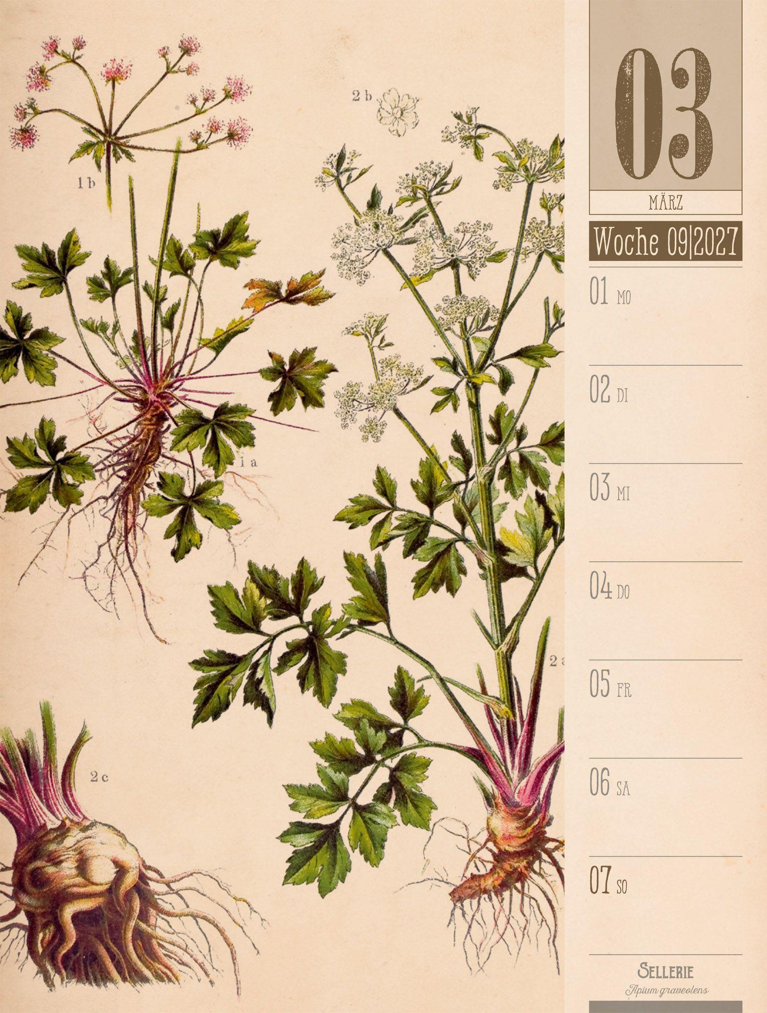 Beispielinhalt (Bild) Culinarium Wochenplaner Kalender 2027 | Küche, Kräuter, Kurioses