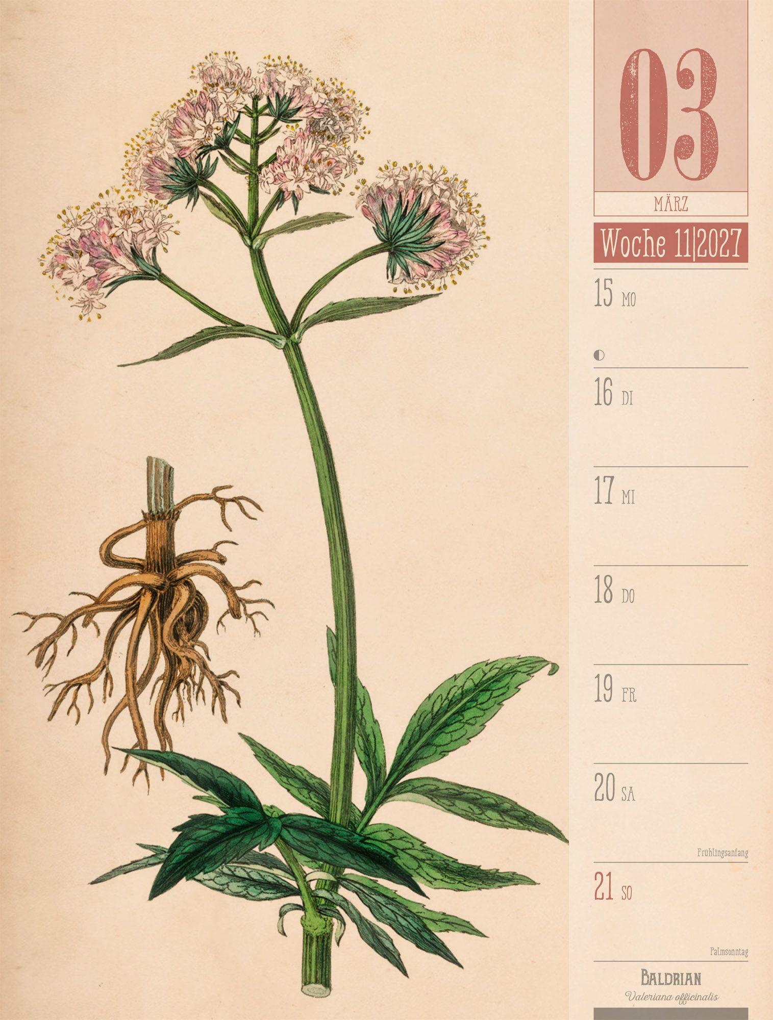 Beispielinhalt (Bild) Culinarium Wochenplaner Kalender 2027 | Küche, Kräuter, Kurioses