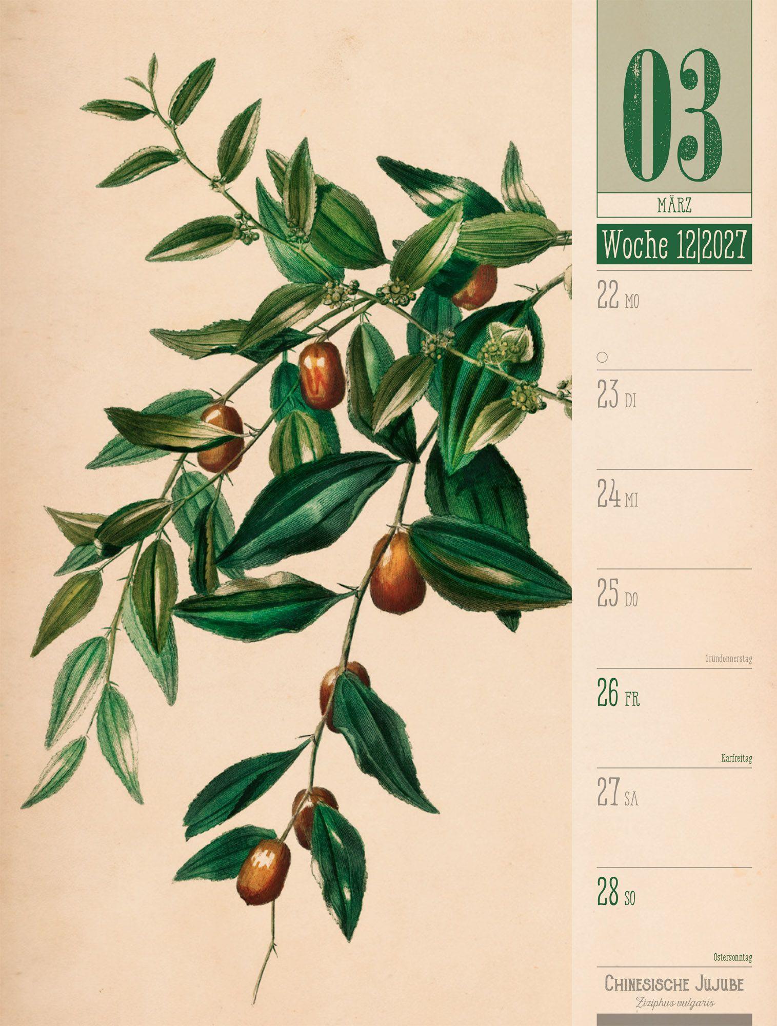 Beispielinhalt (Bild) Culinarium Wochenplaner Kalender 2027 | Küche, Kräuter, Kurioses