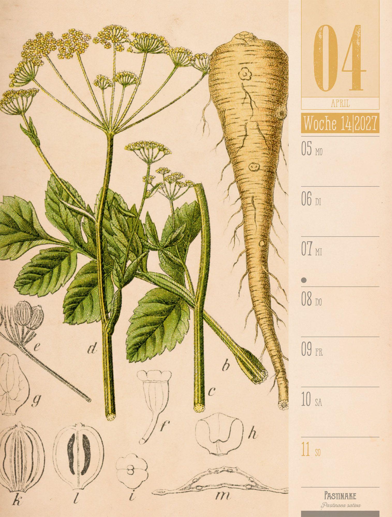 Beispielinhalt (Bild) Culinarium Wochenplaner Kalender 2027 | Küche, Kräuter, Kurioses