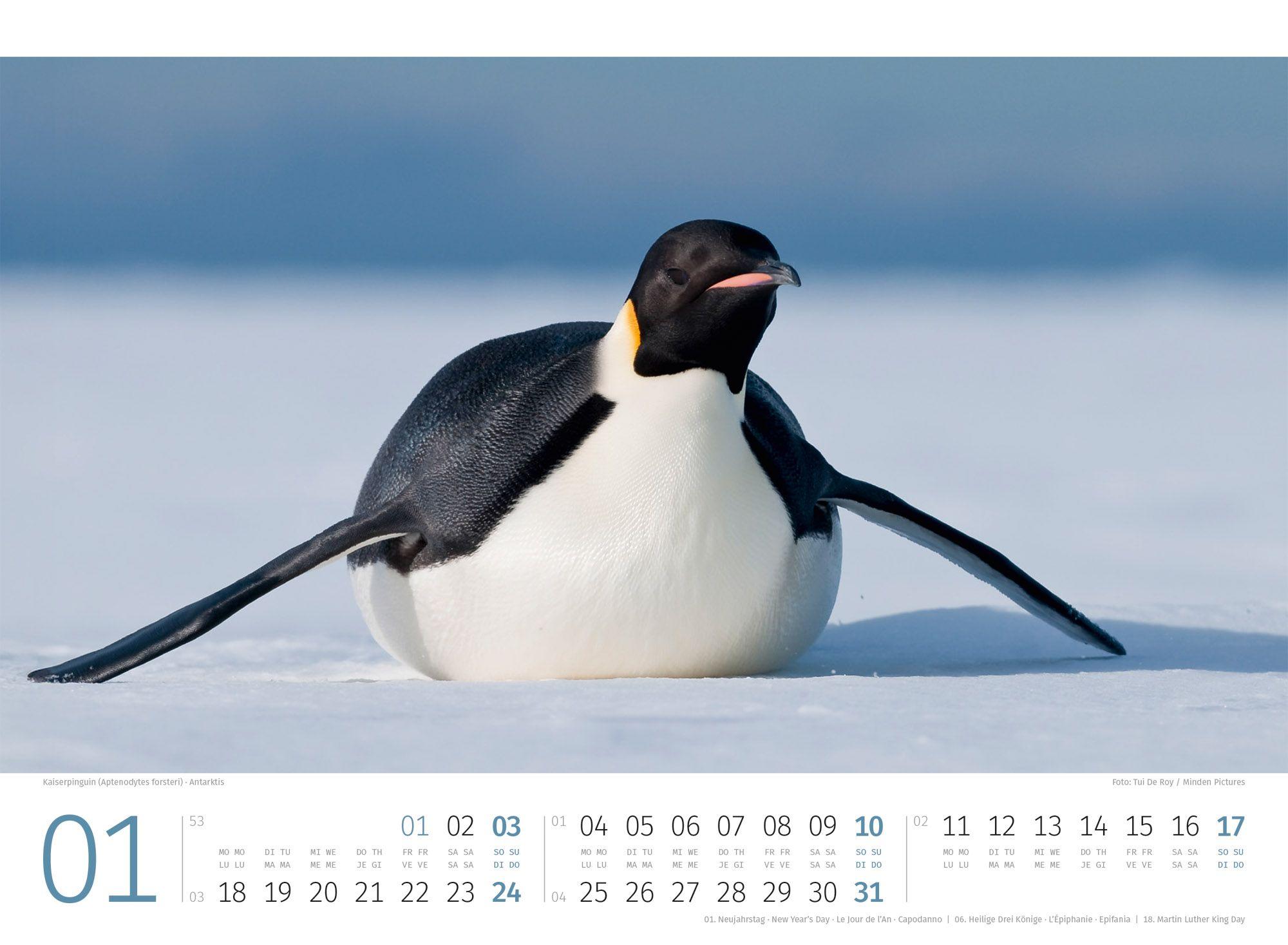 Beispielinhalt (Bild) Pinguine Kalender 2027