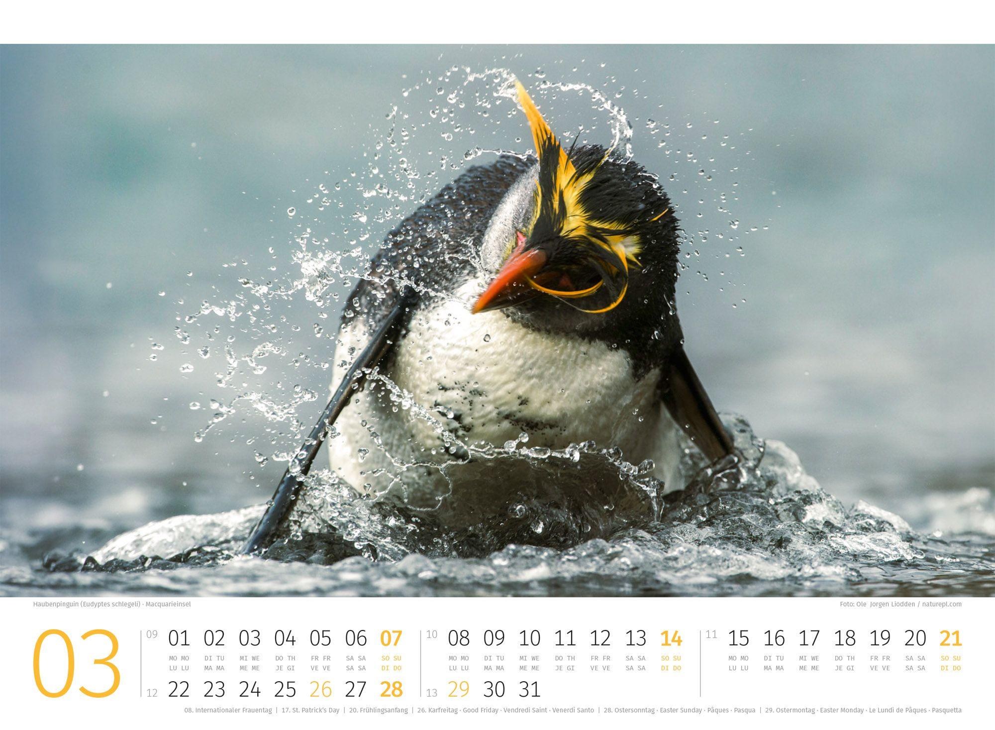Beispielinhalt (Bild) Pinguine Kalender 2027