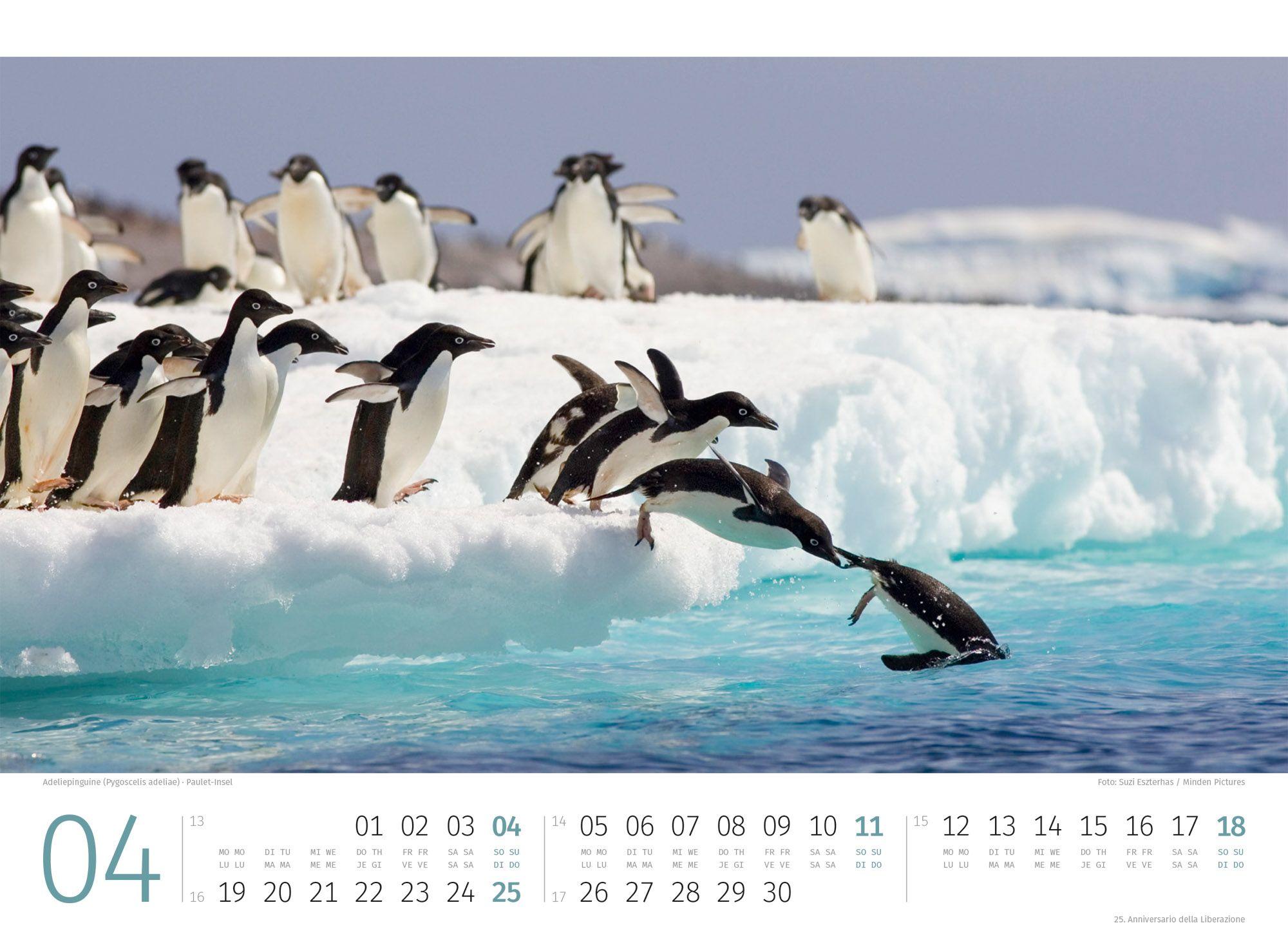 Beispielinhalt (Bild) Pinguine Kalender 2027