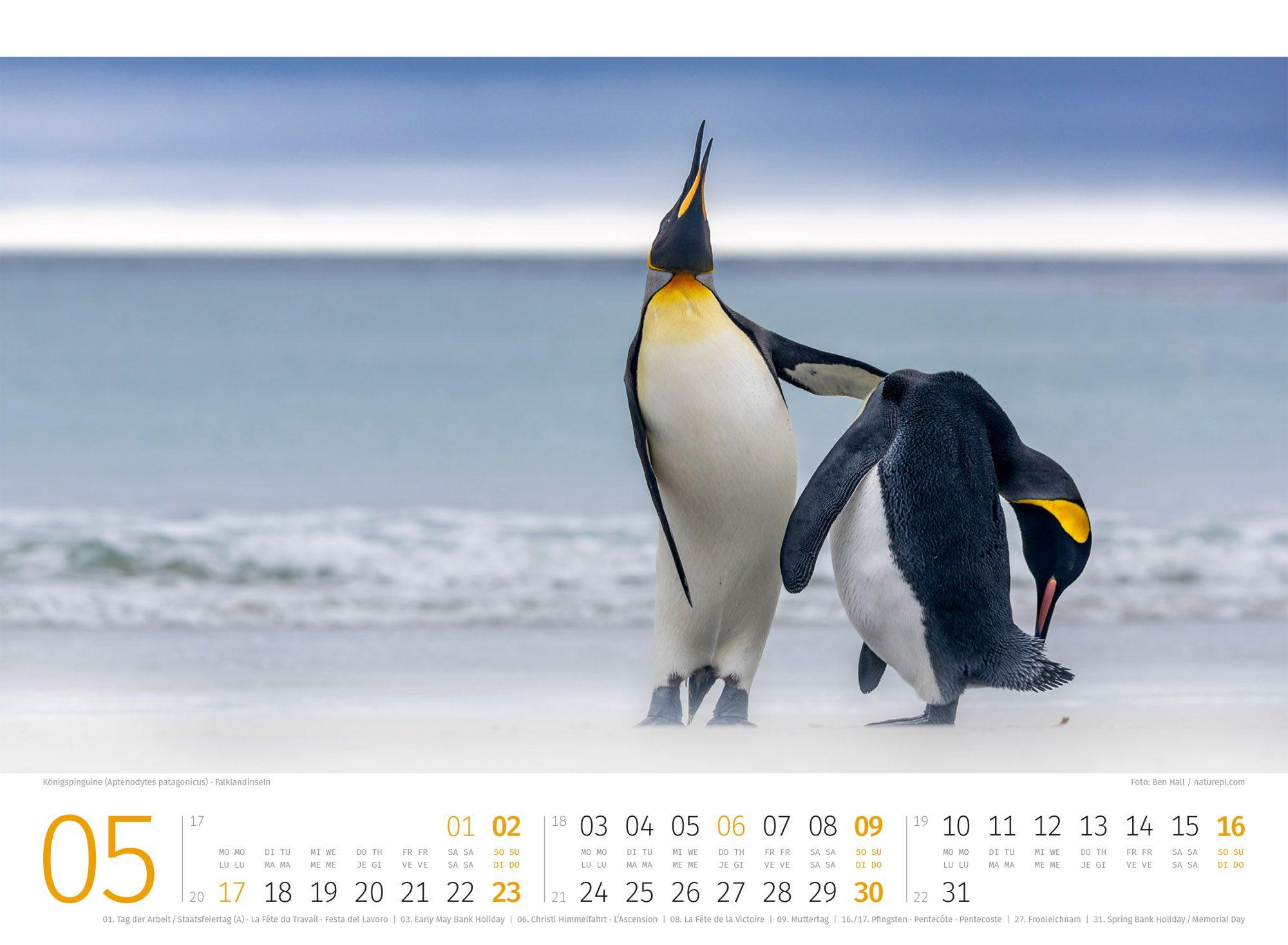 Beispielinhalt (Bild) Pinguine Kalender 2027
