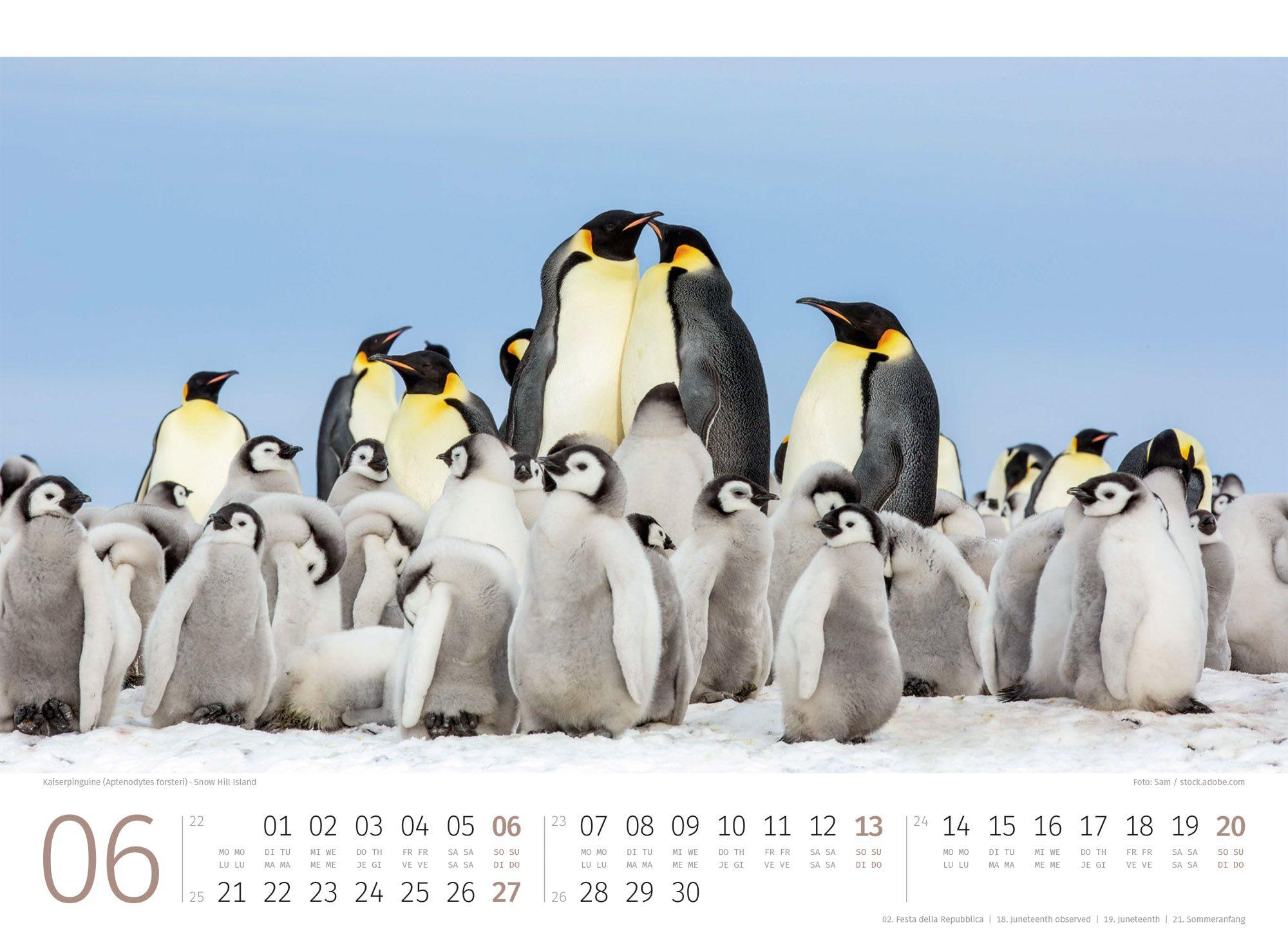 Beispielinhalt (Bild) Pinguine Kalender 2027