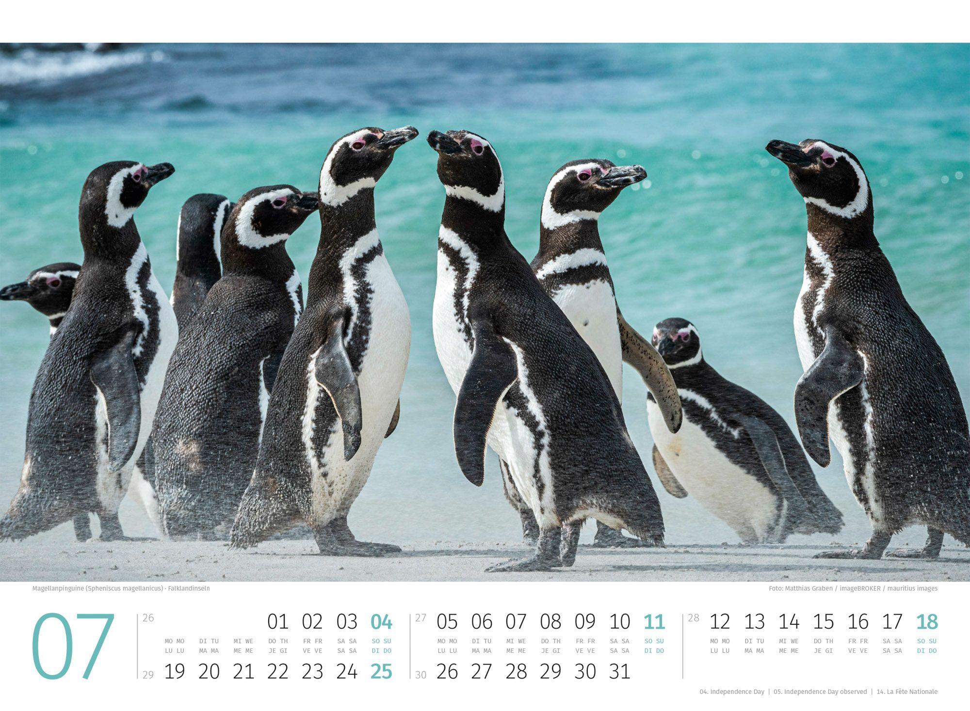Beispielinhalt (Bild) Pinguine Kalender 2027