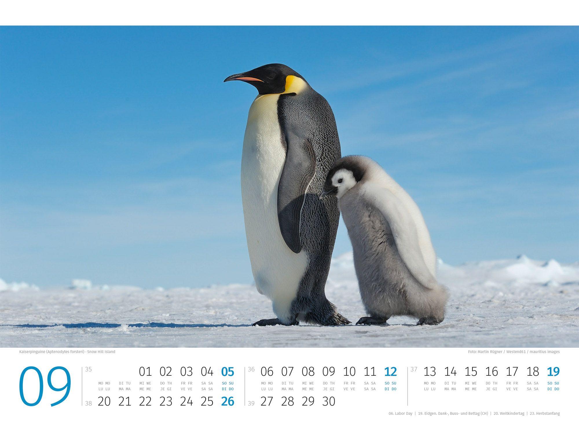 Beispielinhalt (Bild) Pinguine Kalender 2027