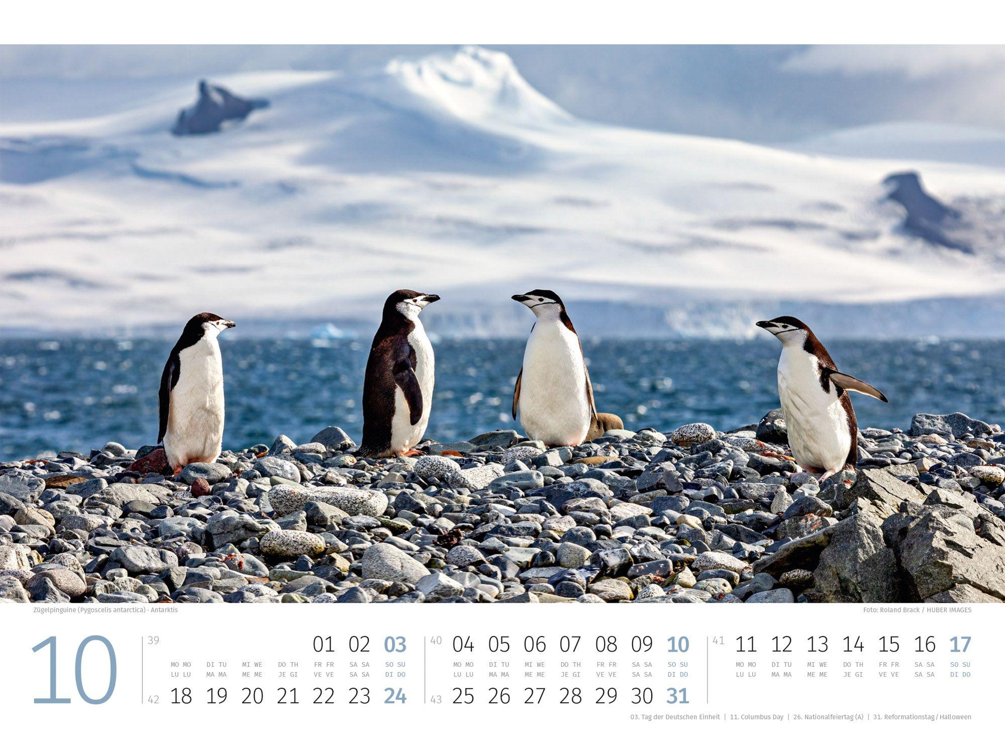 Beispielinhalt (Bild) Pinguine Kalender 2027