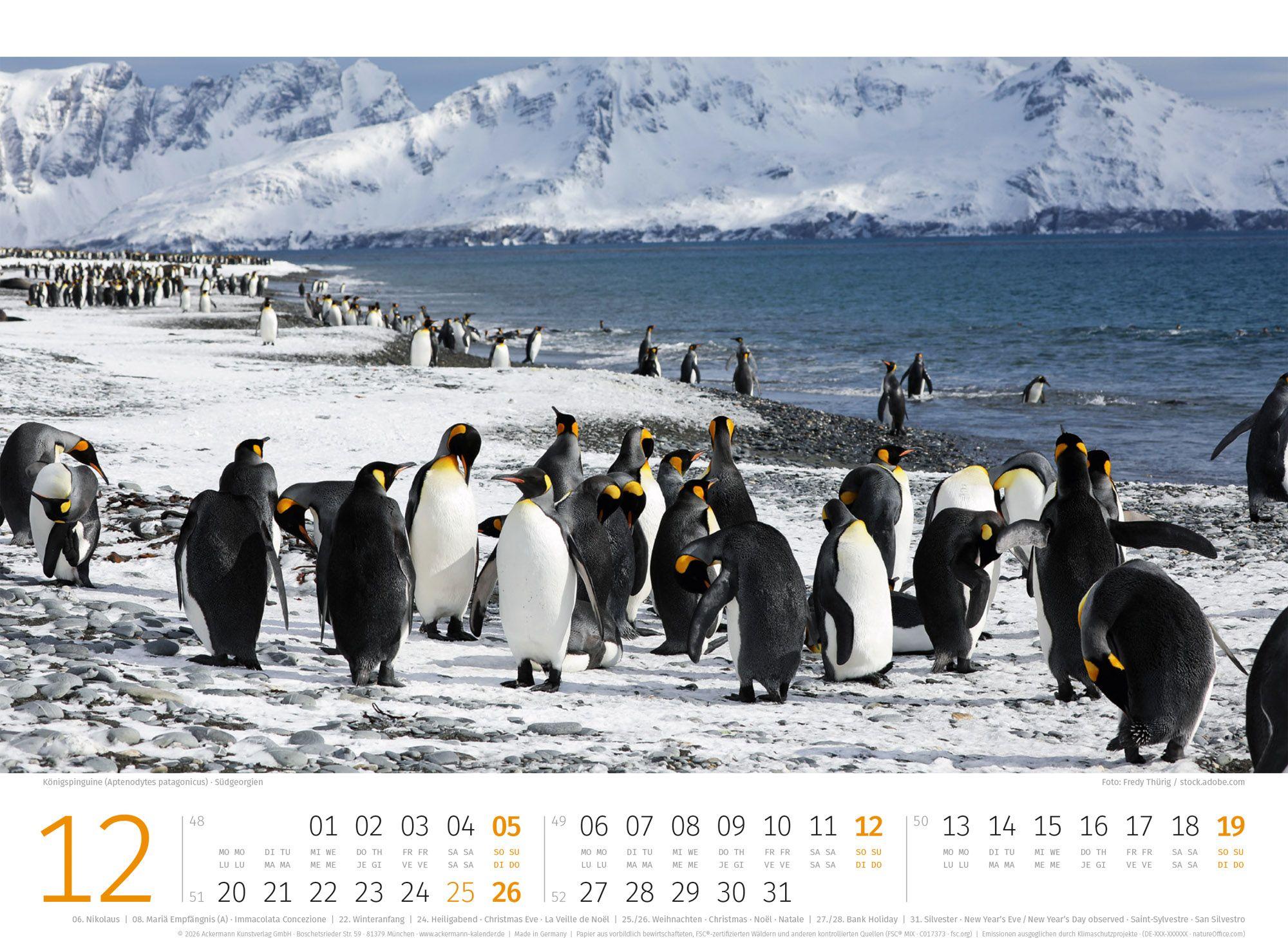Beispielinhalt (Bild) Pinguine Kalender 2027