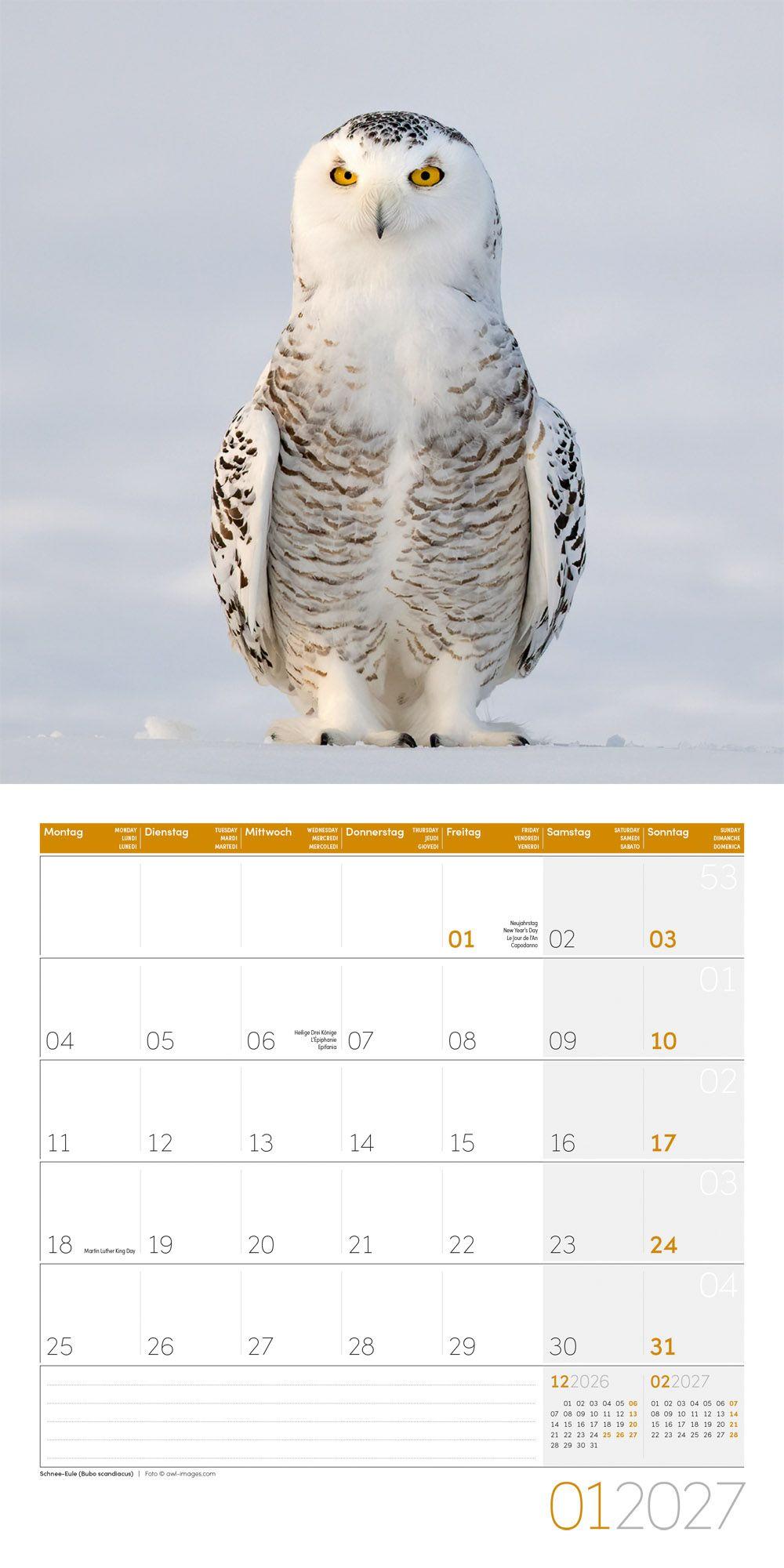 Beispielinhalt (Bild) Eulen Kalender 2027 - 30x30 - Art12