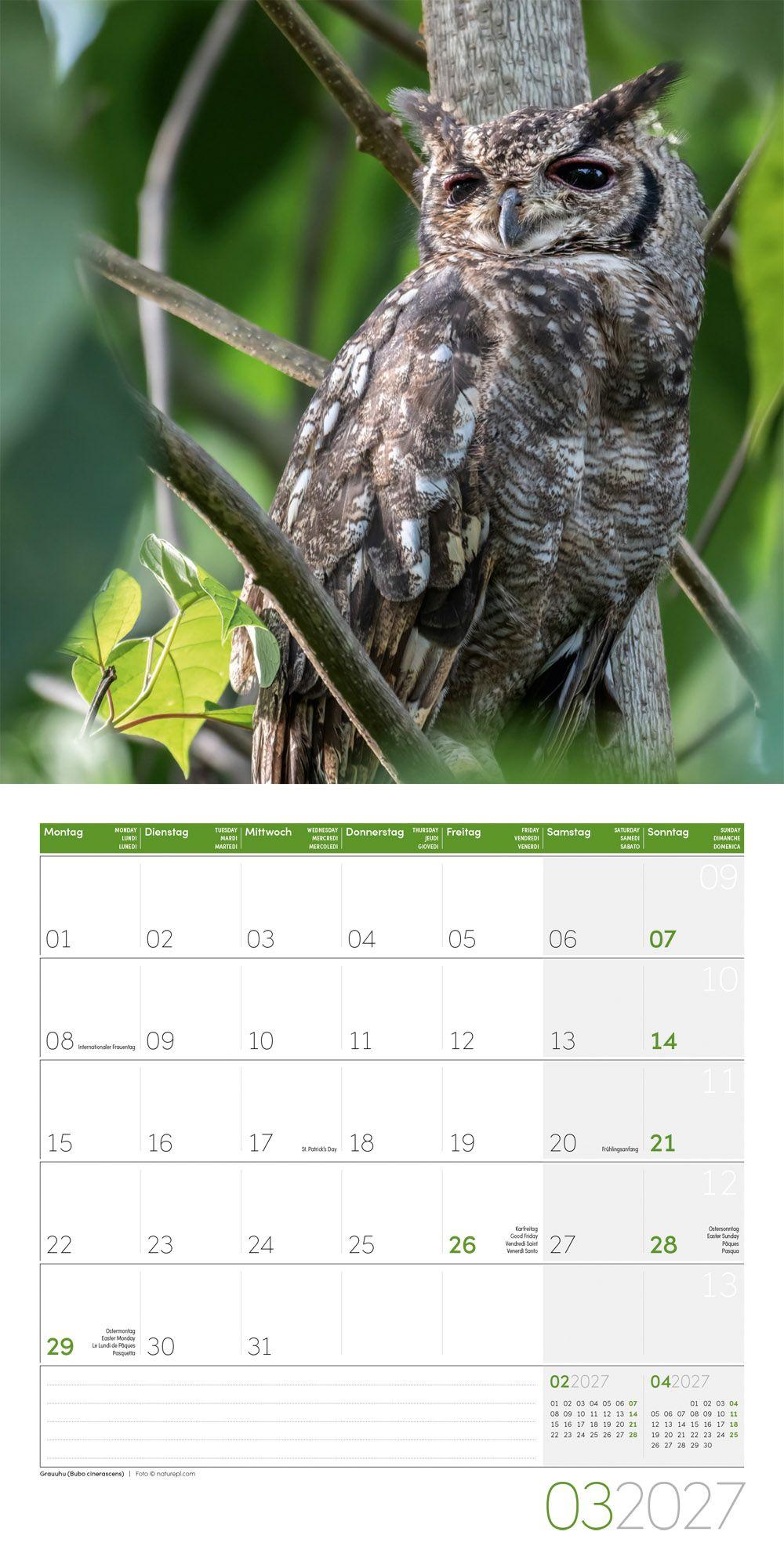 Beispielinhalt (Bild) Eulen Kalender 2027 - 30x30 - Art12