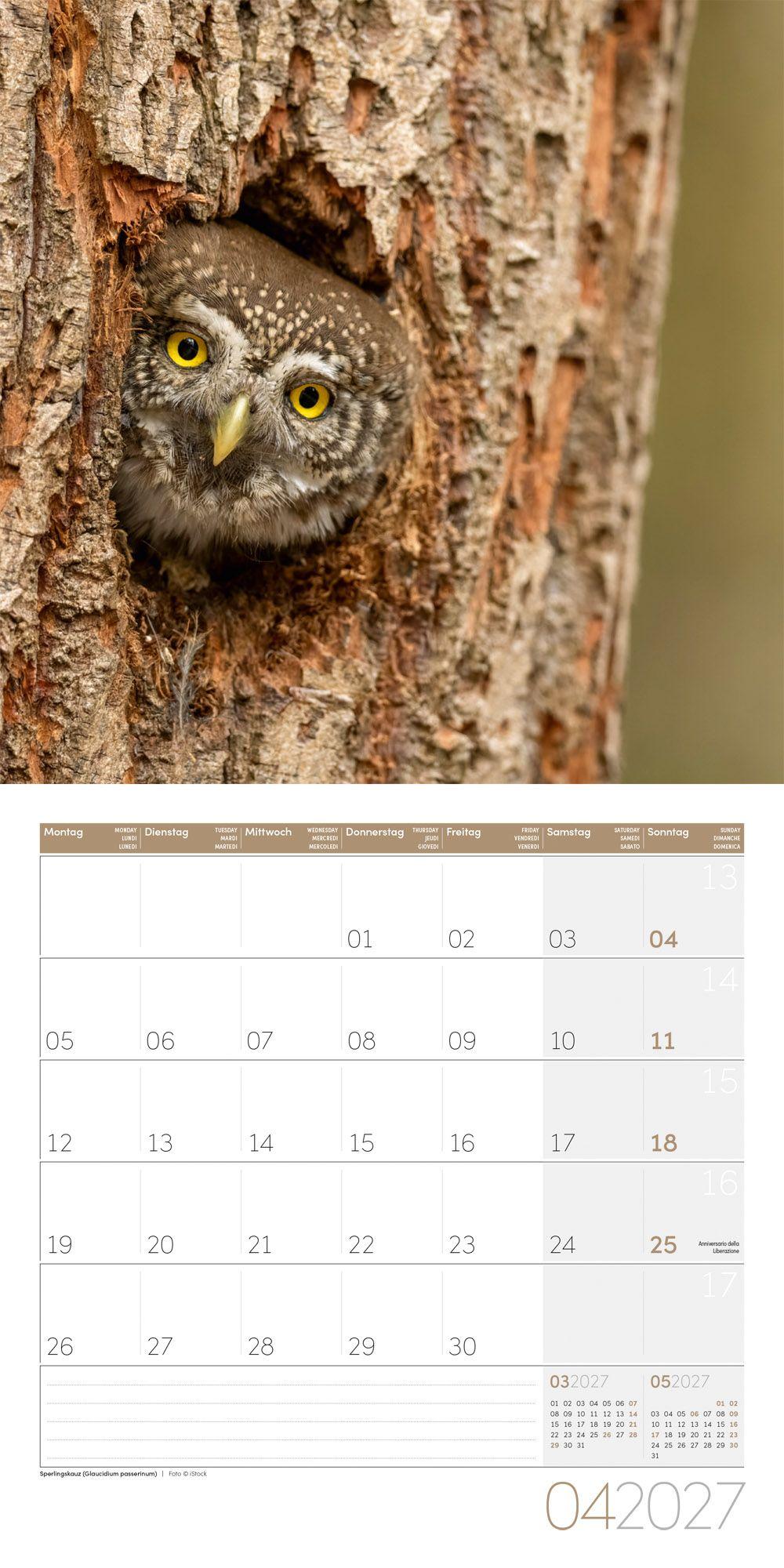 Beispielinhalt (Bild) Eulen Kalender 2027 - 30x30 - Art12