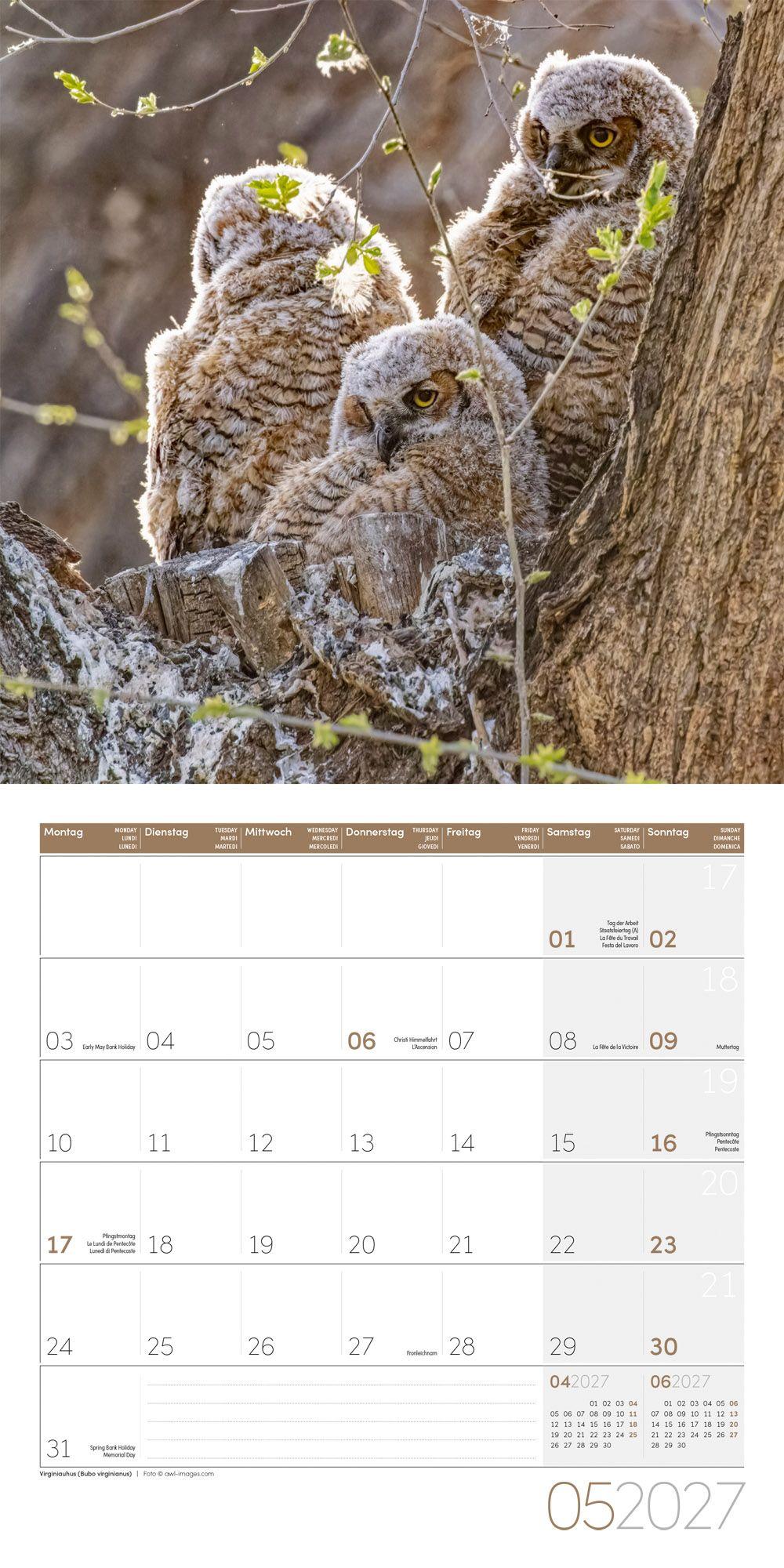 Beispielinhalt (Bild) Eulen Kalender 2027 - 30x30 - Art12
