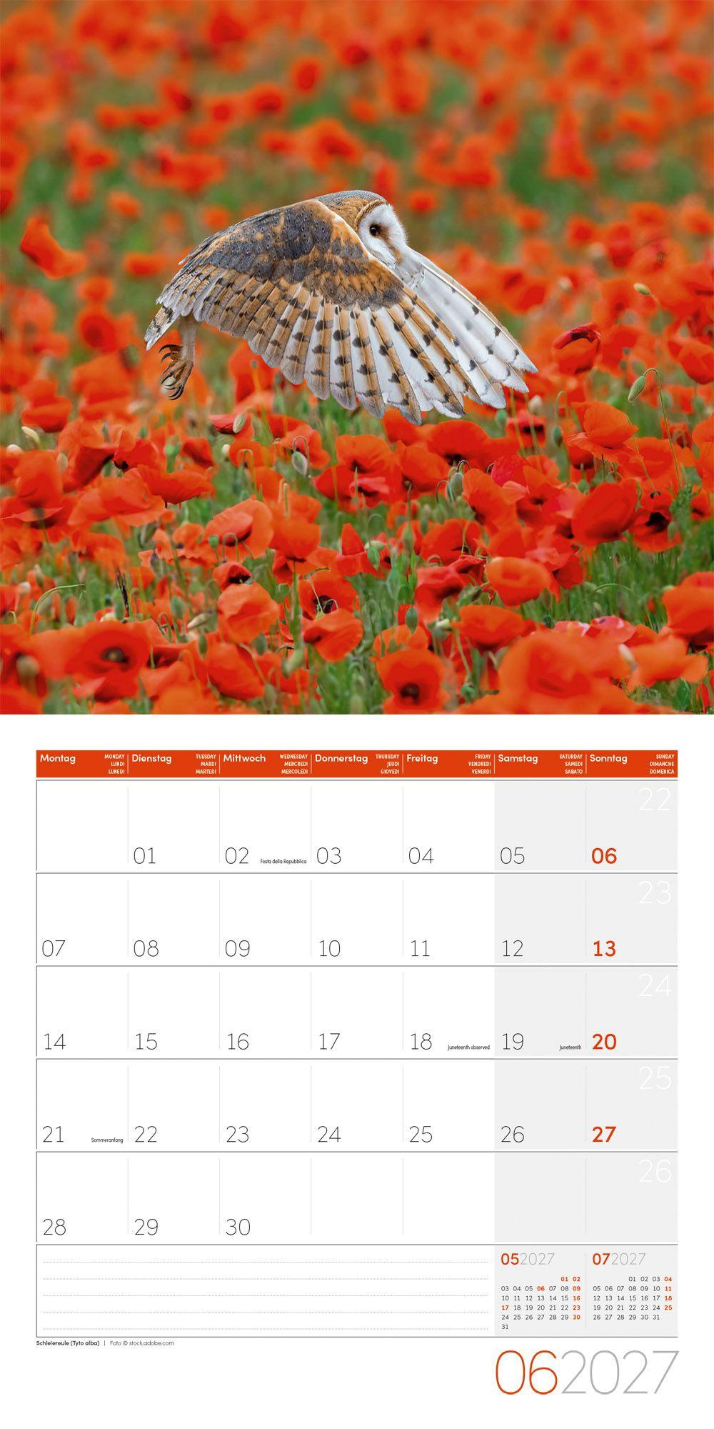 Beispielinhalt (Bild) Eulen Kalender 2027 - 30x30 - Art12