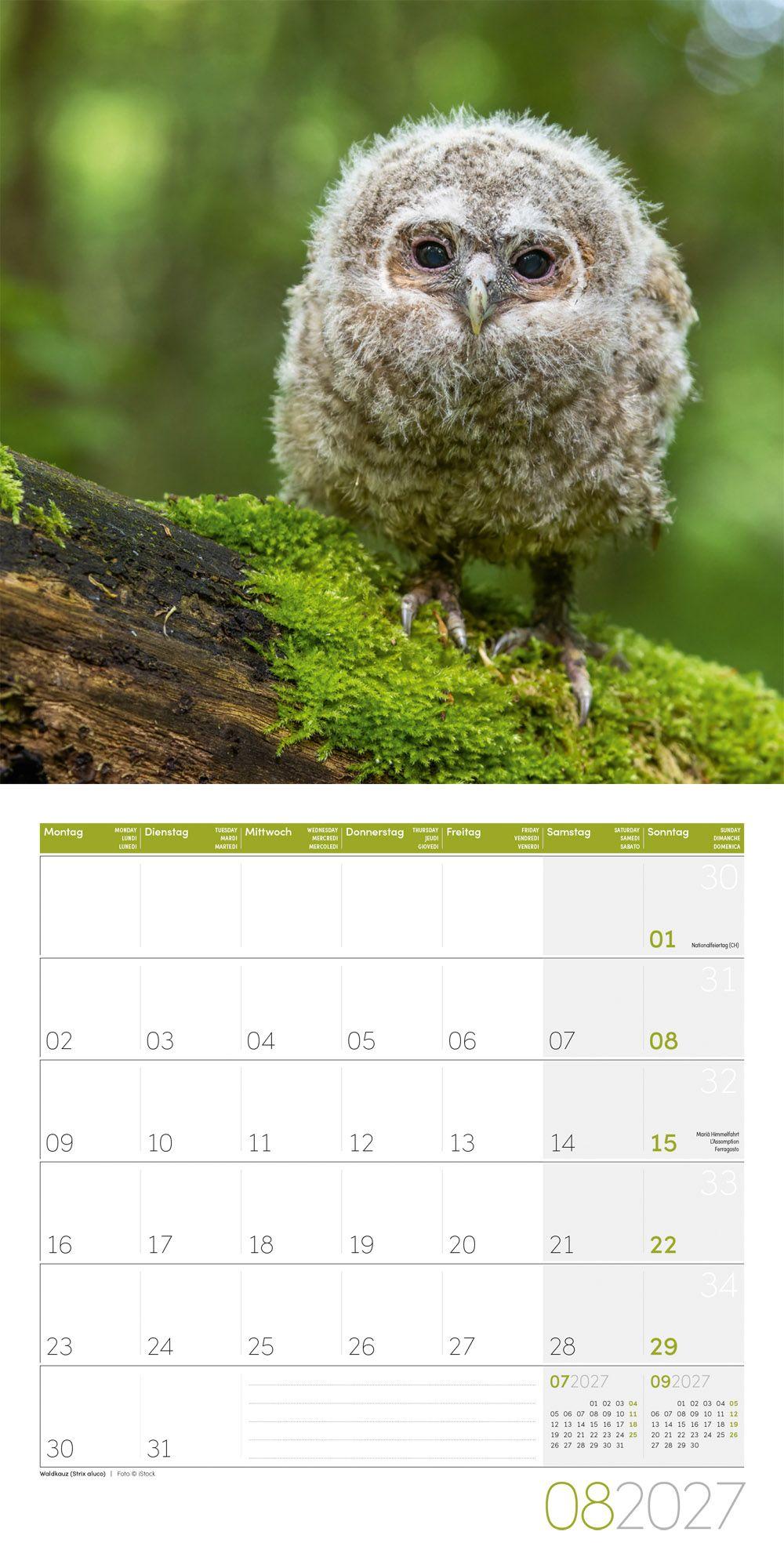 Beispielinhalt (Bild) Eulen Kalender 2027 - 30x30 - Art12