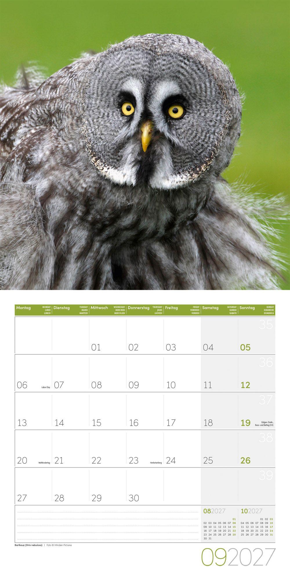 Beispielinhalt (Bild) Eulen Kalender 2027 - 30x30 - Art12