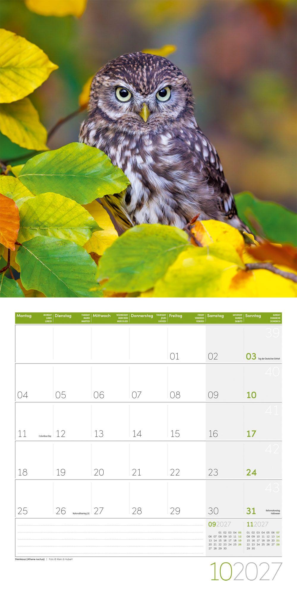 Beispielinhalt (Bild) Eulen Kalender 2027 - 30x30 - Art12