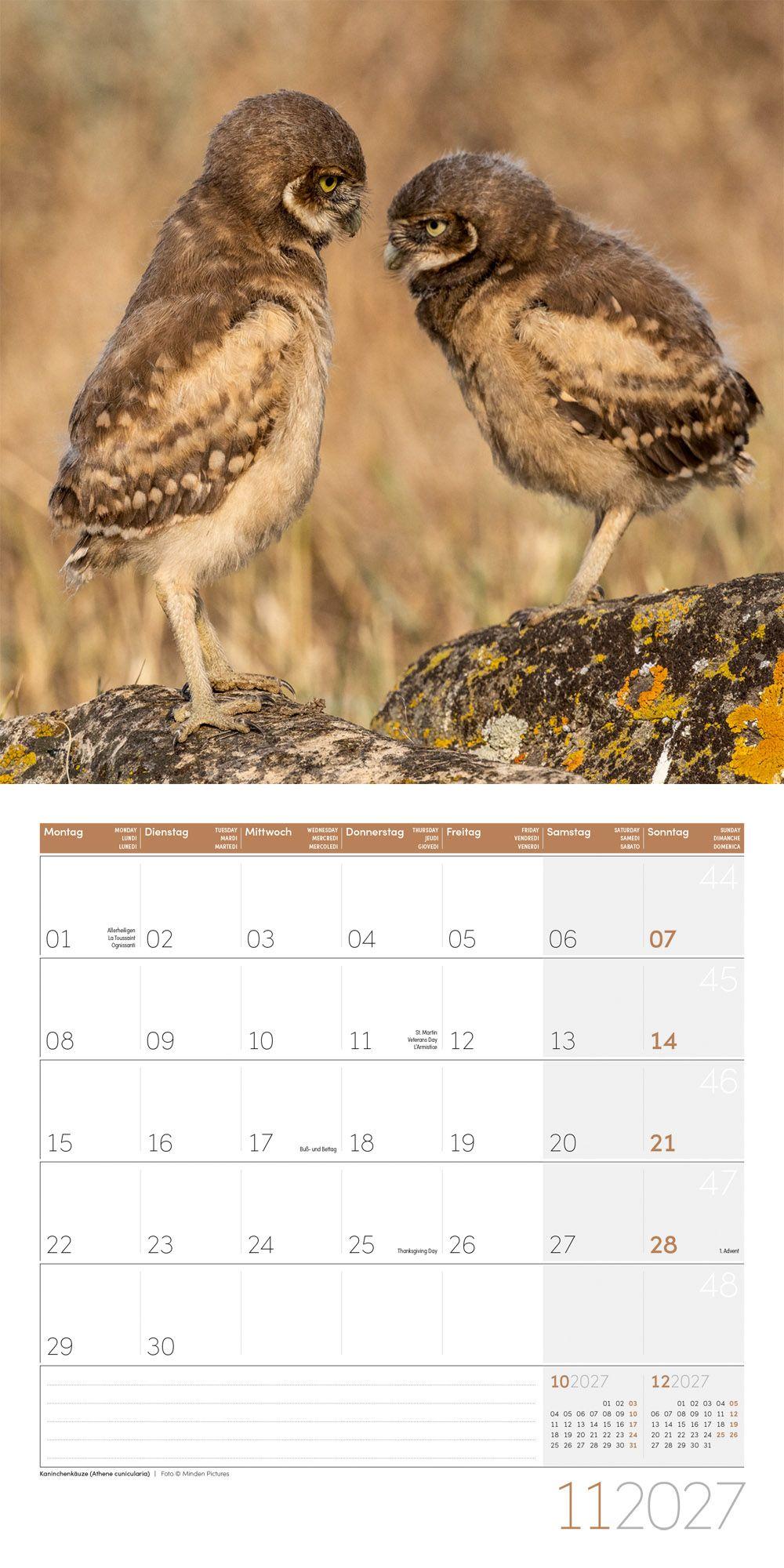 Beispielinhalt (Bild) Eulen Kalender 2027 - 30x30 - Art12