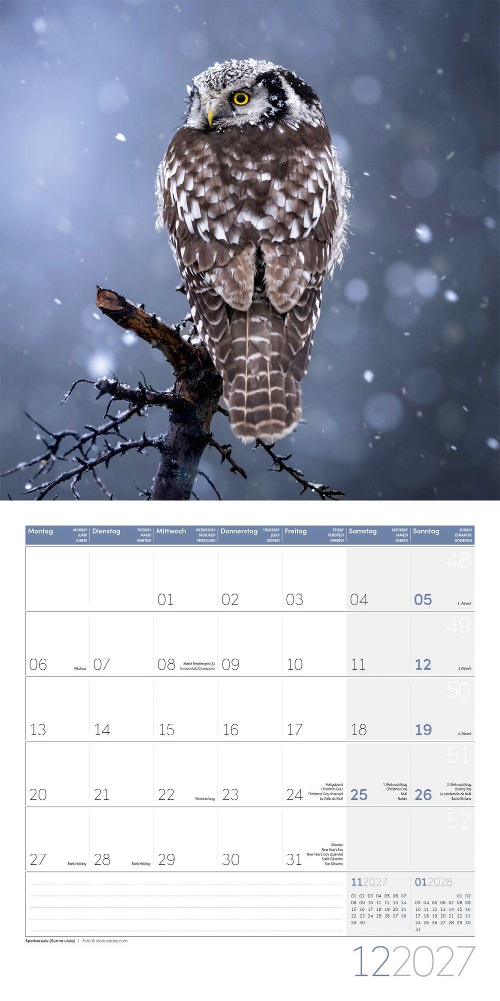 Beispielinhalt (Bild) Eulen Kalender 2027 - 30x30 - Art12
