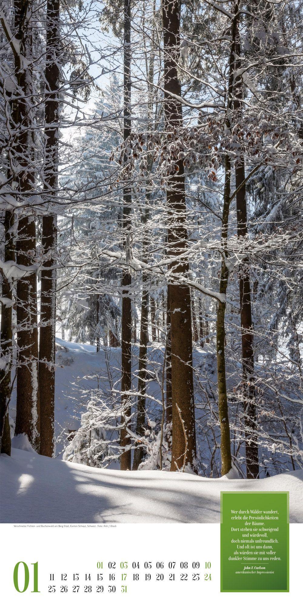 Beispielinhalt (Bild) Mythos Wald Literatur-Kalender 2027
