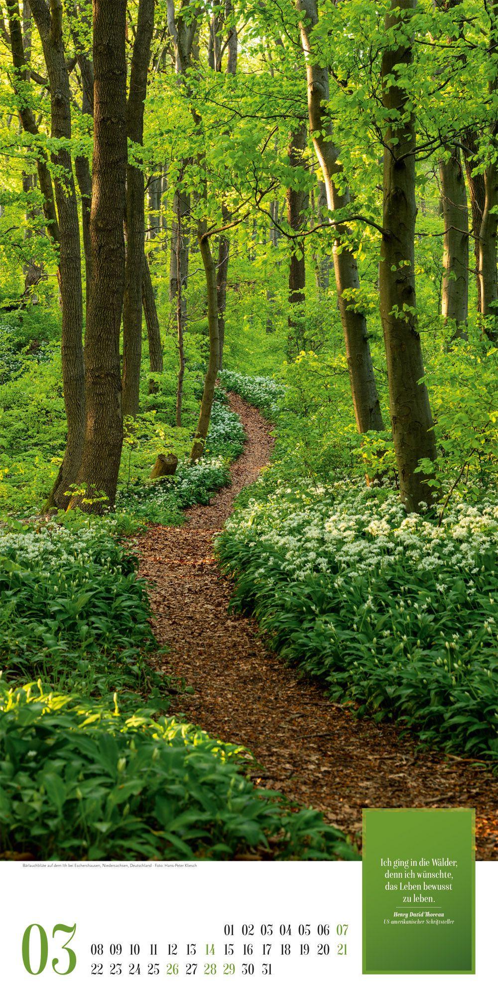 Beispielinhalt (Bild) Mythos Wald Literatur-Kalender 2027