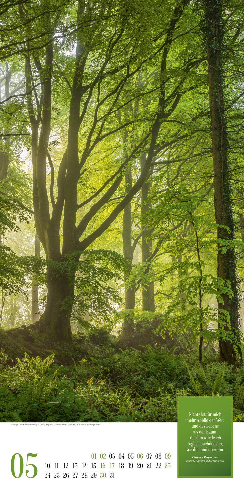 Beispielinhalt (Bild) Mythos Wald Literatur-Kalender 2027