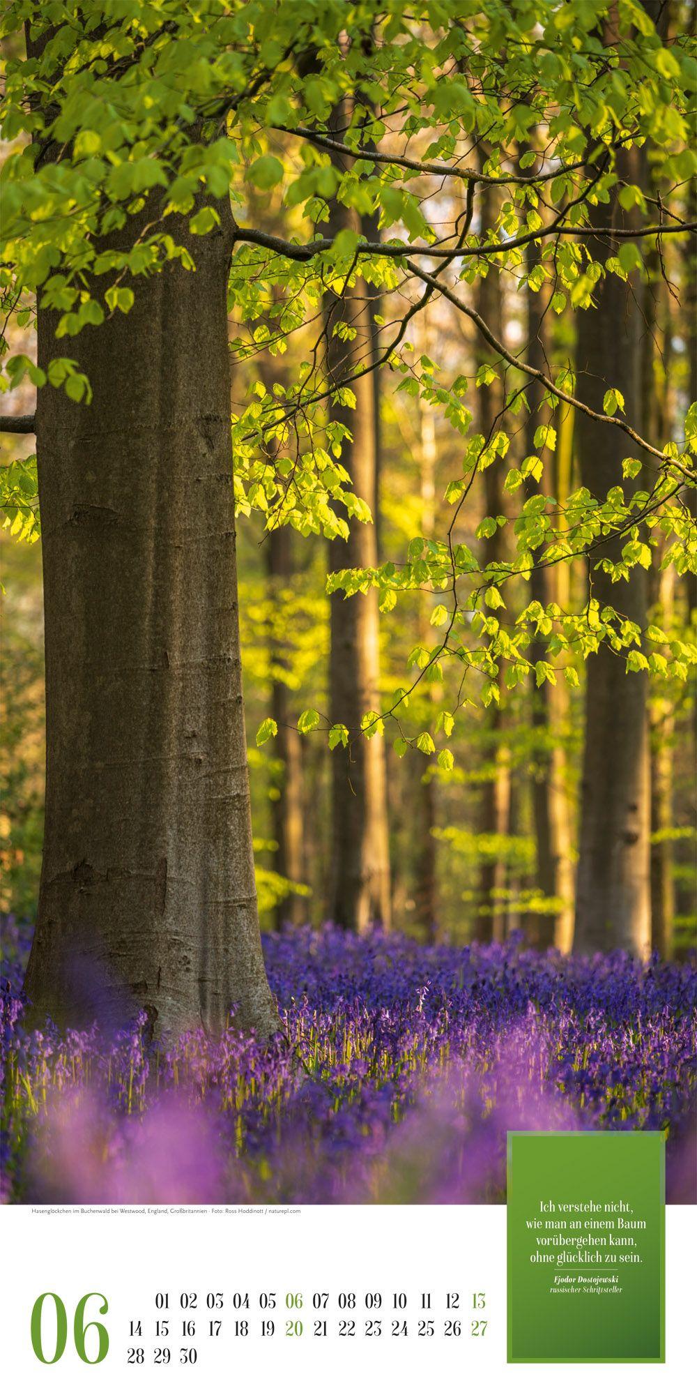 Beispielinhalt (Bild) Mythos Wald Literatur-Kalender 2027