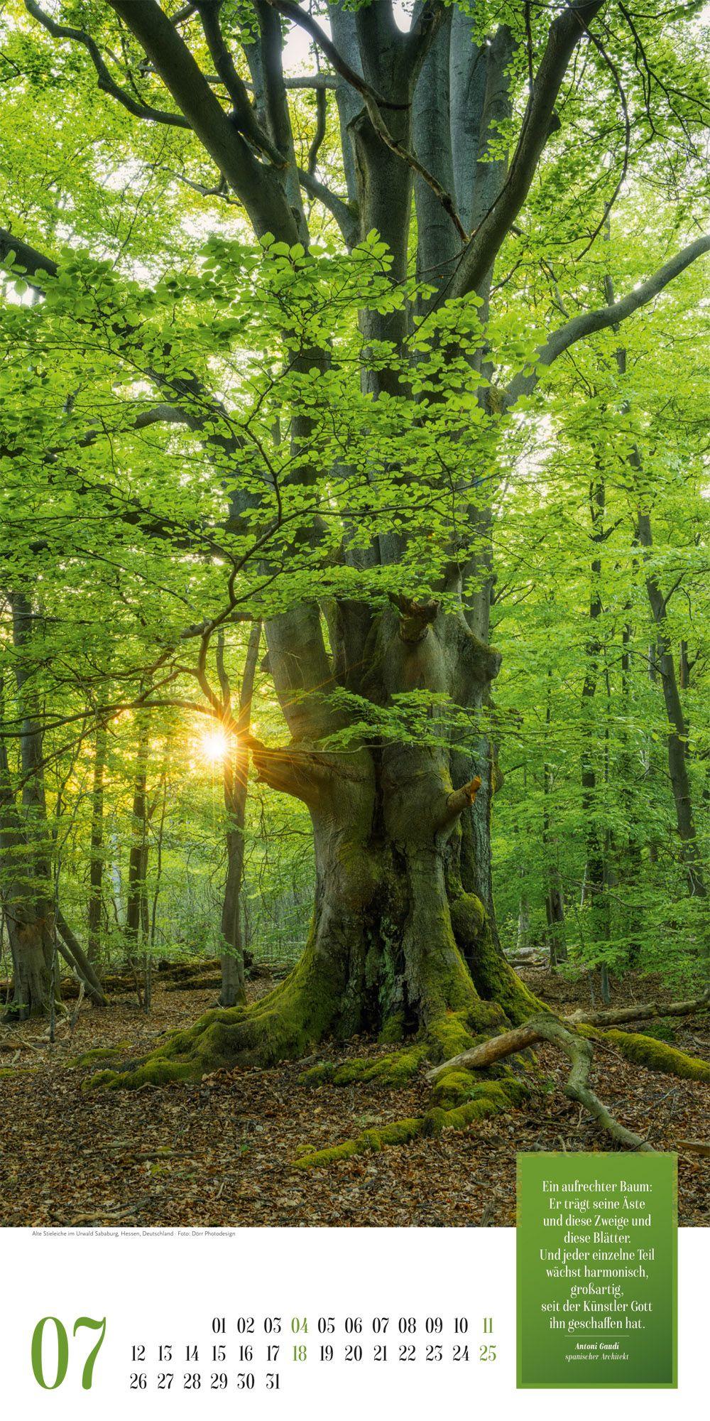 Beispielinhalt (Bild) Mythos Wald Literatur-Kalender 2027